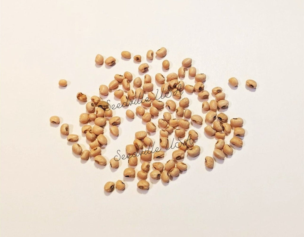 100 LADY COWPEA Cow Pea Southern Pea Vigna Unguiculata Legume White Lady Finger Bean Vegetable Seeds