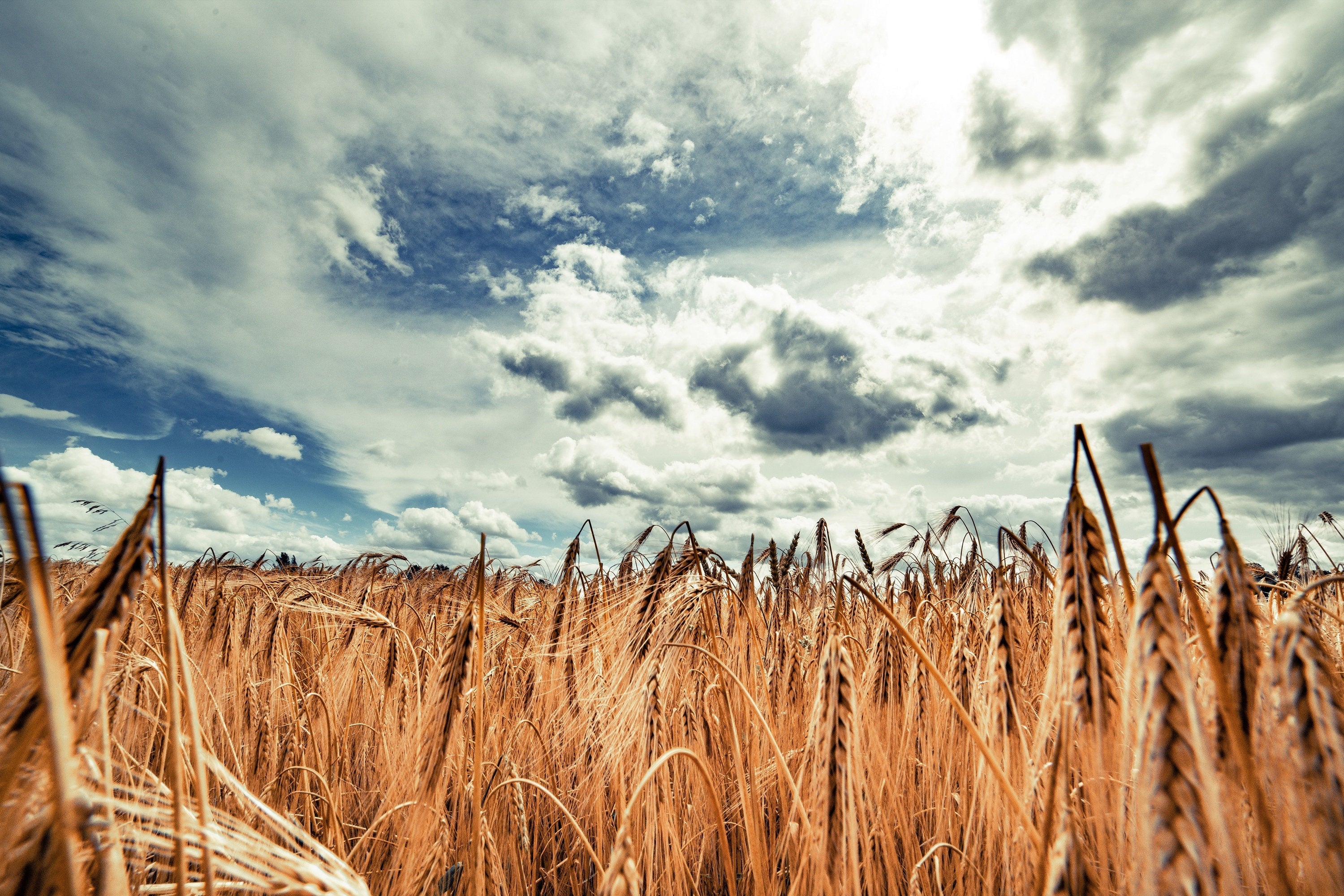 350 AROOSTOOK RYE Secale Cereale Cereal Grain Hardy Winter Cover Crop Seeds