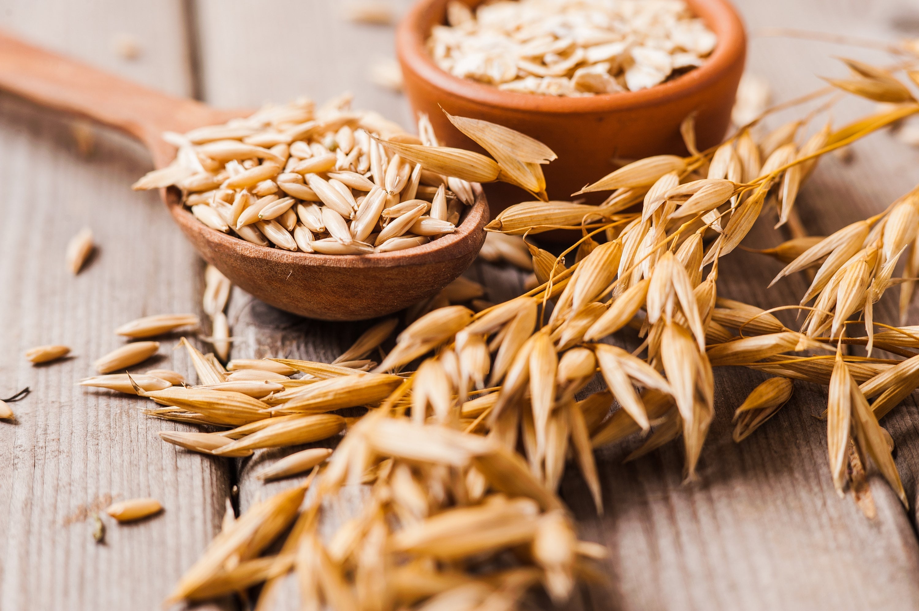 250 Certified ARMOR OAT Oats Avena Sativa Cereal Grain Seeds