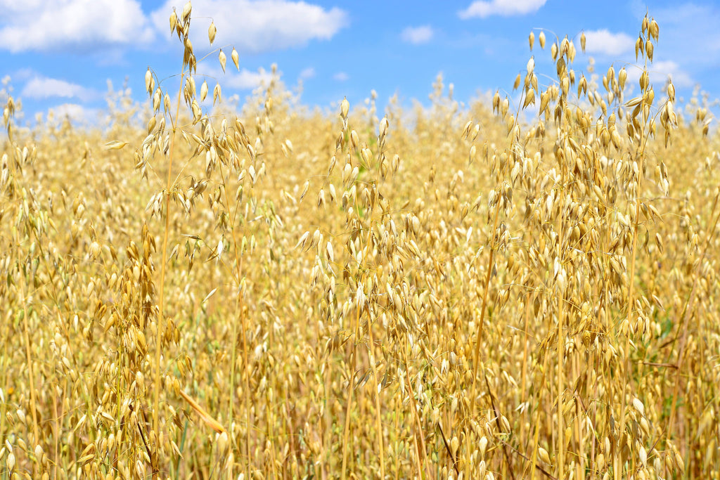 250 Certified ARMOR OAT Oats Avena Sativa Cereal Grain Seeds