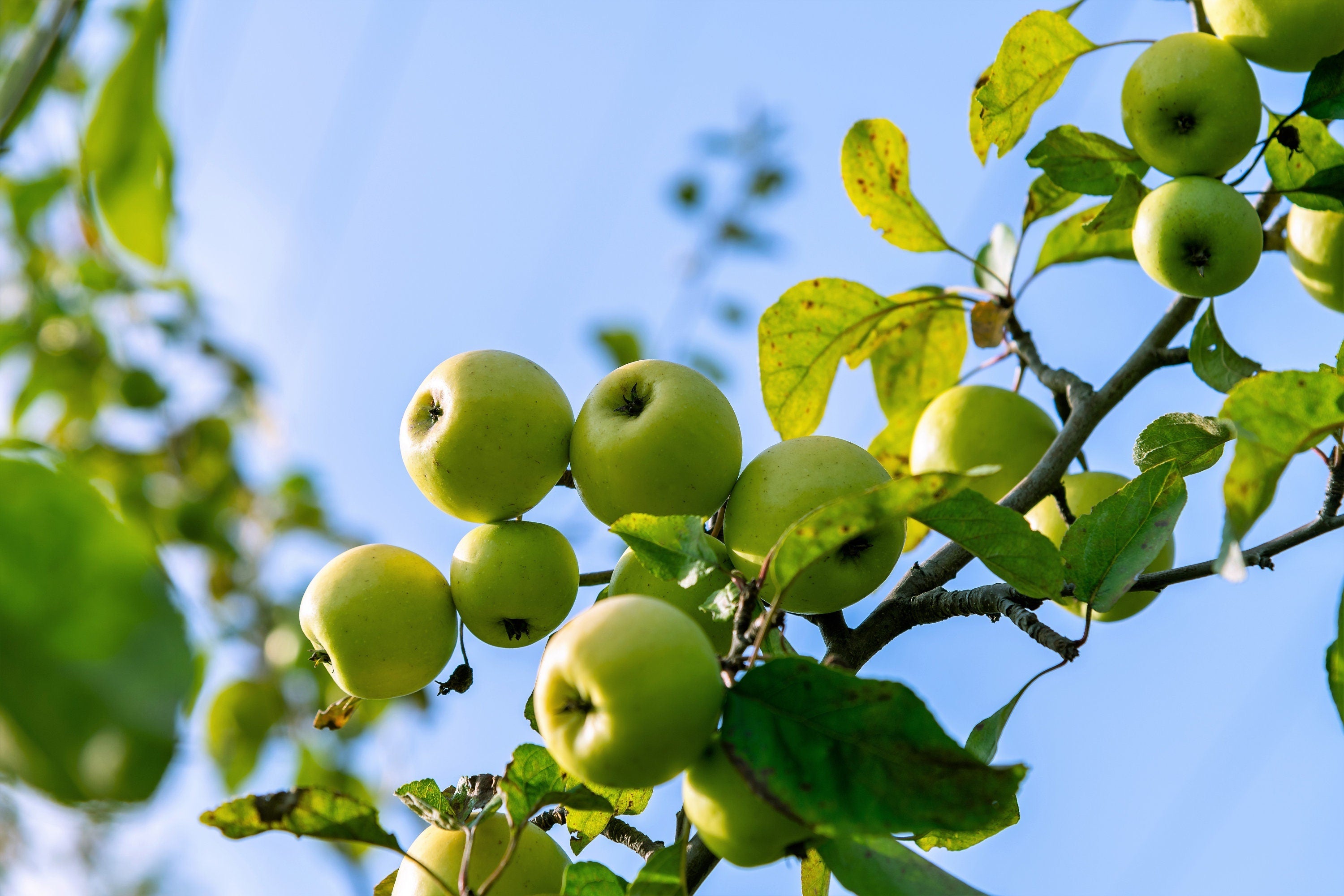 25 ANTONOVKA APPLE TREE Malus Pumila var. Antonovka Yellow Green Fruit Pink White Flower Seeds