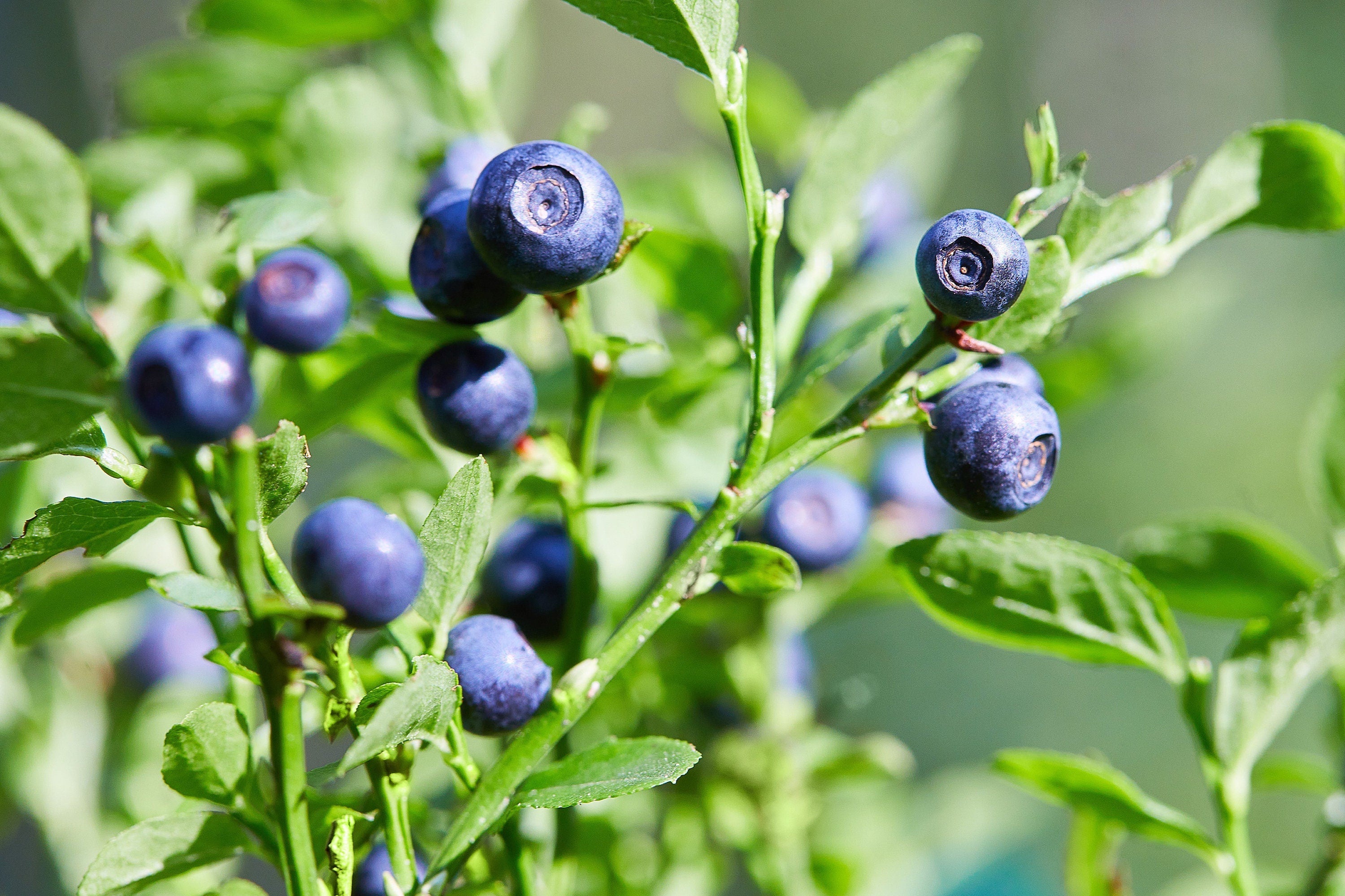 20 DWARF BILBERRY Vaccinium Caespitosum Dwarf Blueberry Whortleberry Pink Flower Blue Berry Fruit Evergreen Shrub Seeds