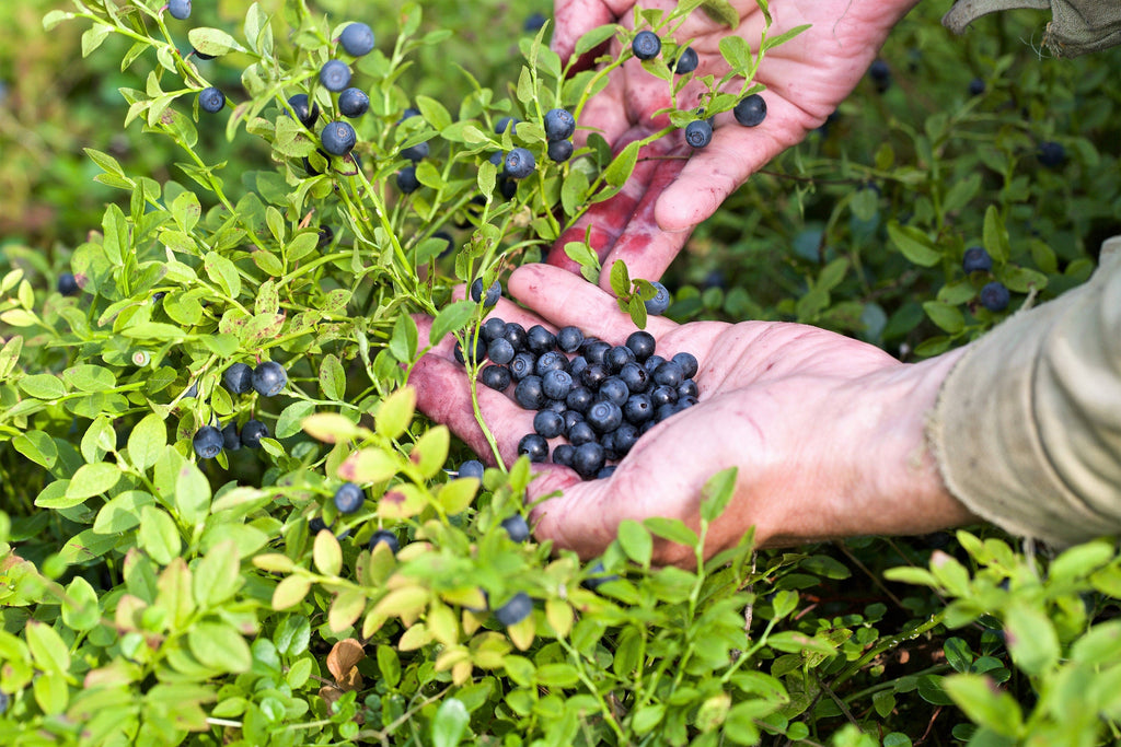 20 DWARF BILBERRY Vaccinium Caespitosum Dwarf Blueberry Whortleberry Pink Flower Blue Berry Fruit Evergreen Shrub Seeds