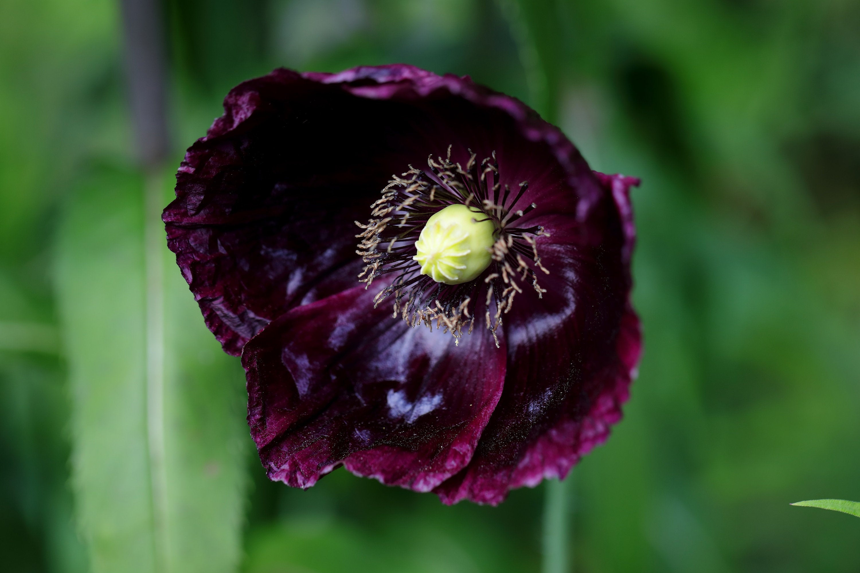 250 Organic AFTER MIDNIGHT POPPY Darkest Purple Almost Black Papaver Somniferum Flower Seeds