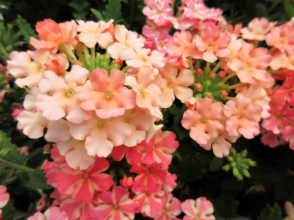 50 Dwarf APRICOT VERBENA Nana Compacta Fragrant Butterfly Flower Seeds