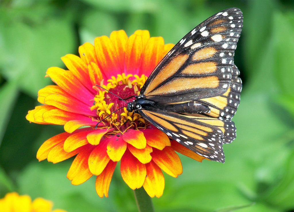 50 SOMBRERO ZINNIA Elegans Mexican Zinnia Haageana Orange Red Yellow Bicolor Flower Seeds