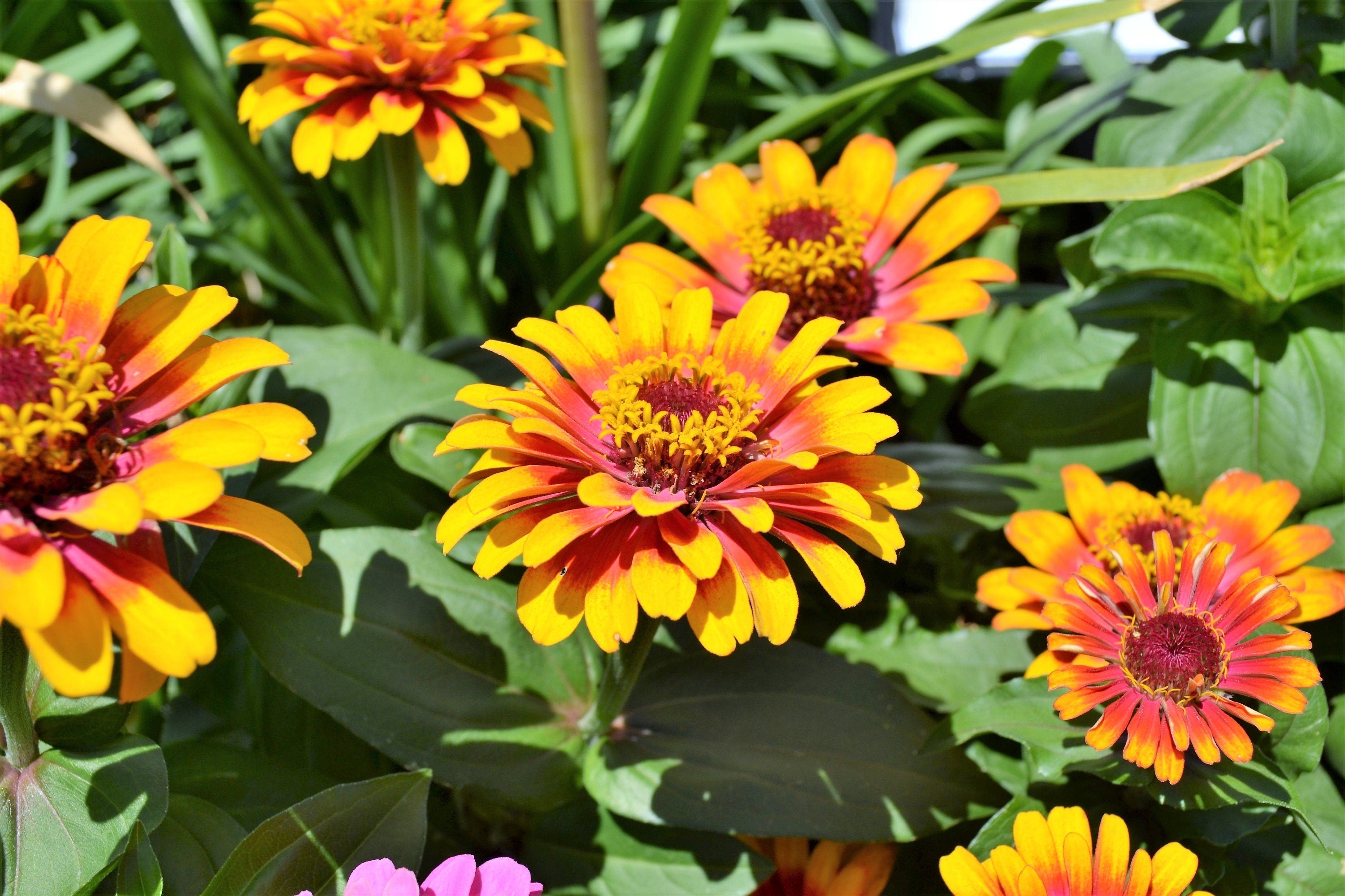 50 SOMBRERO ZINNIA Elegans Mexican Zinnia Haageana Orange Red Yellow Bicolor Flower Seeds