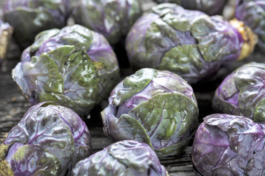 70 RED Ball BRUSSEL SPROUT Brussels Sprouts Brassica Oleracea Gemmifera Vegetable Seeds