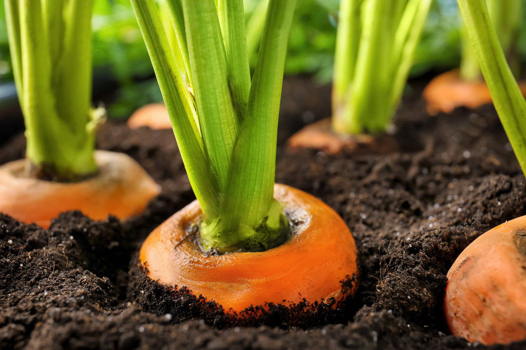 800 PARISIAN CARROT Parisienne Carrot Daucas Carota Sativus Orange Vegetable Seeds