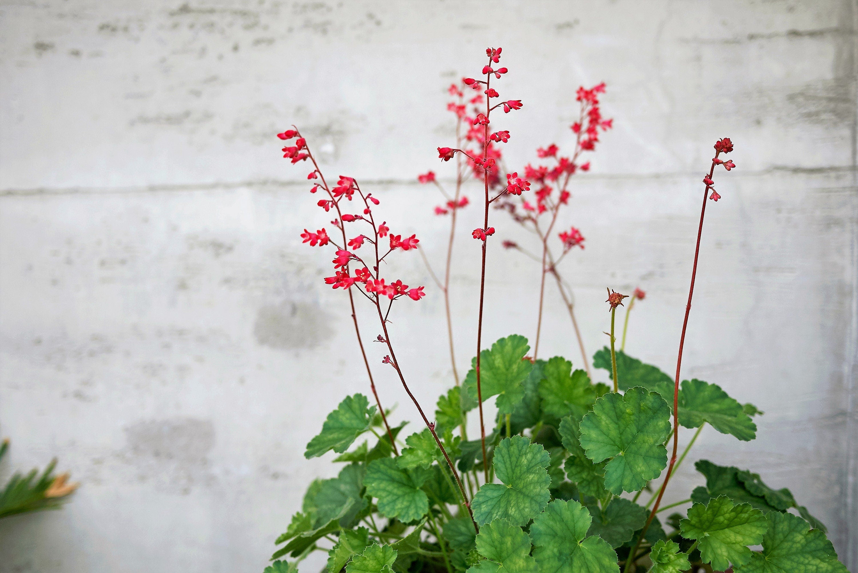 100 Red HEUCHERA SPLENDENS Coral Bells Heuchera Sanguinea Sanguineum Shade Flower Seeds