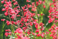 100 Red HEUCHERA SPLENDENS Coral Bells Heuchera Sanguinea Sanguineum Shade Flower Seeds