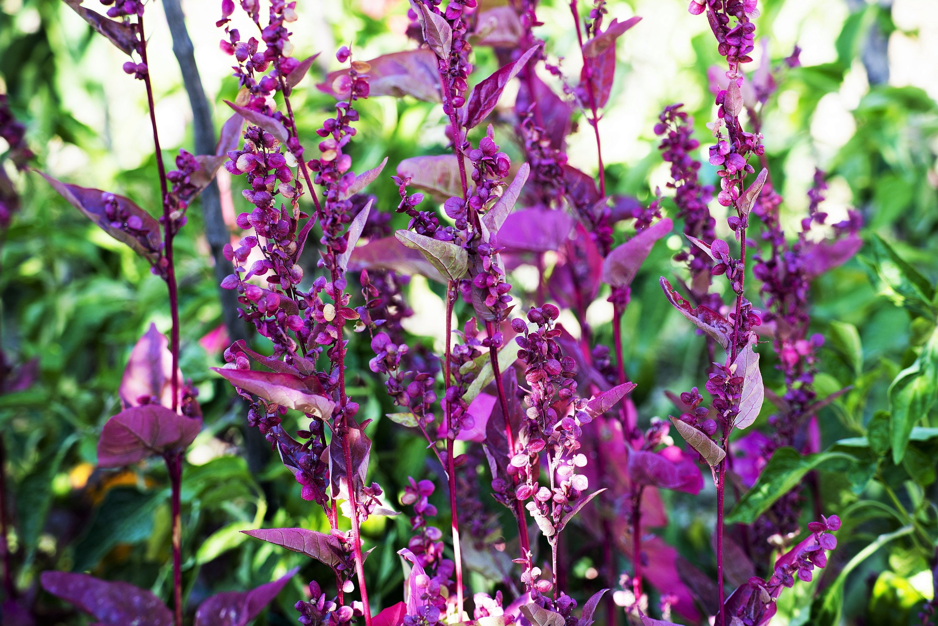 150 TRIPLE PURPLE ORACH Mountain Spinach Atriplex Hortensis Leaf Vegetable Purple Greens Seeds