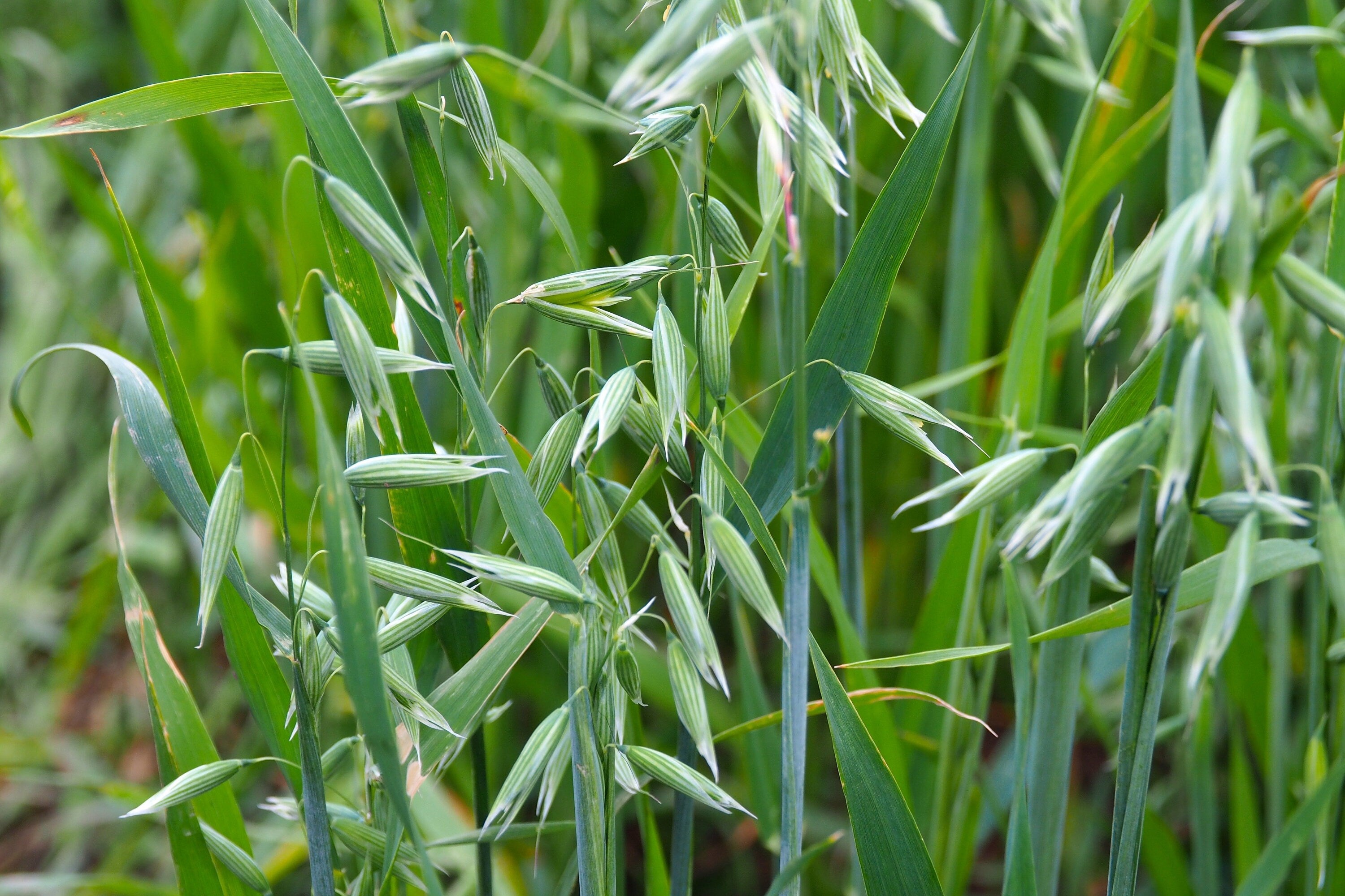 250 Certified ARMOR OAT Oats Avena Sativa Cereal Grain Seeds