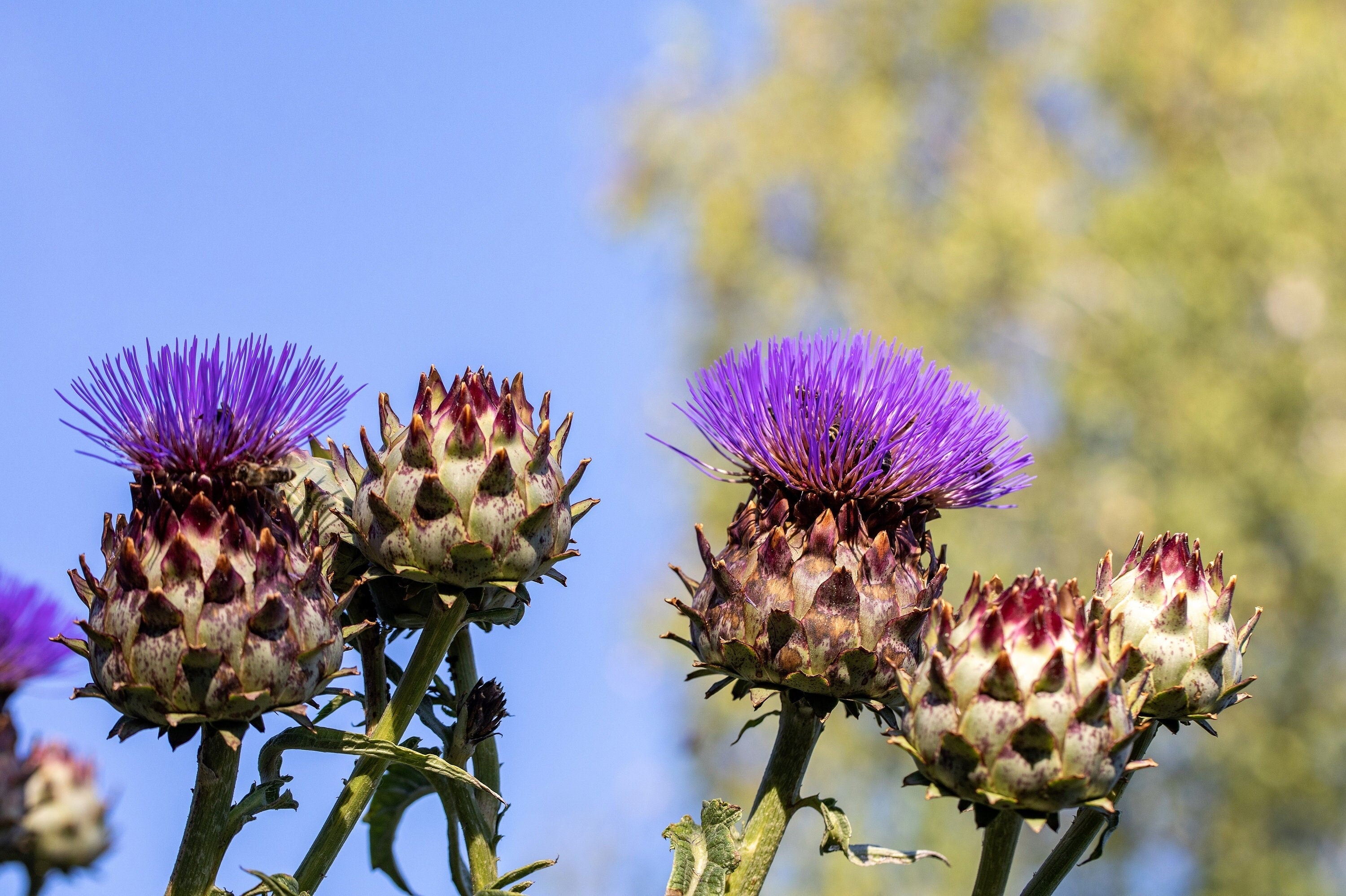 25 CARDOON Cynara Cardunculus aka Artichoke Thistle Perennial Edible Vegetable Seeds