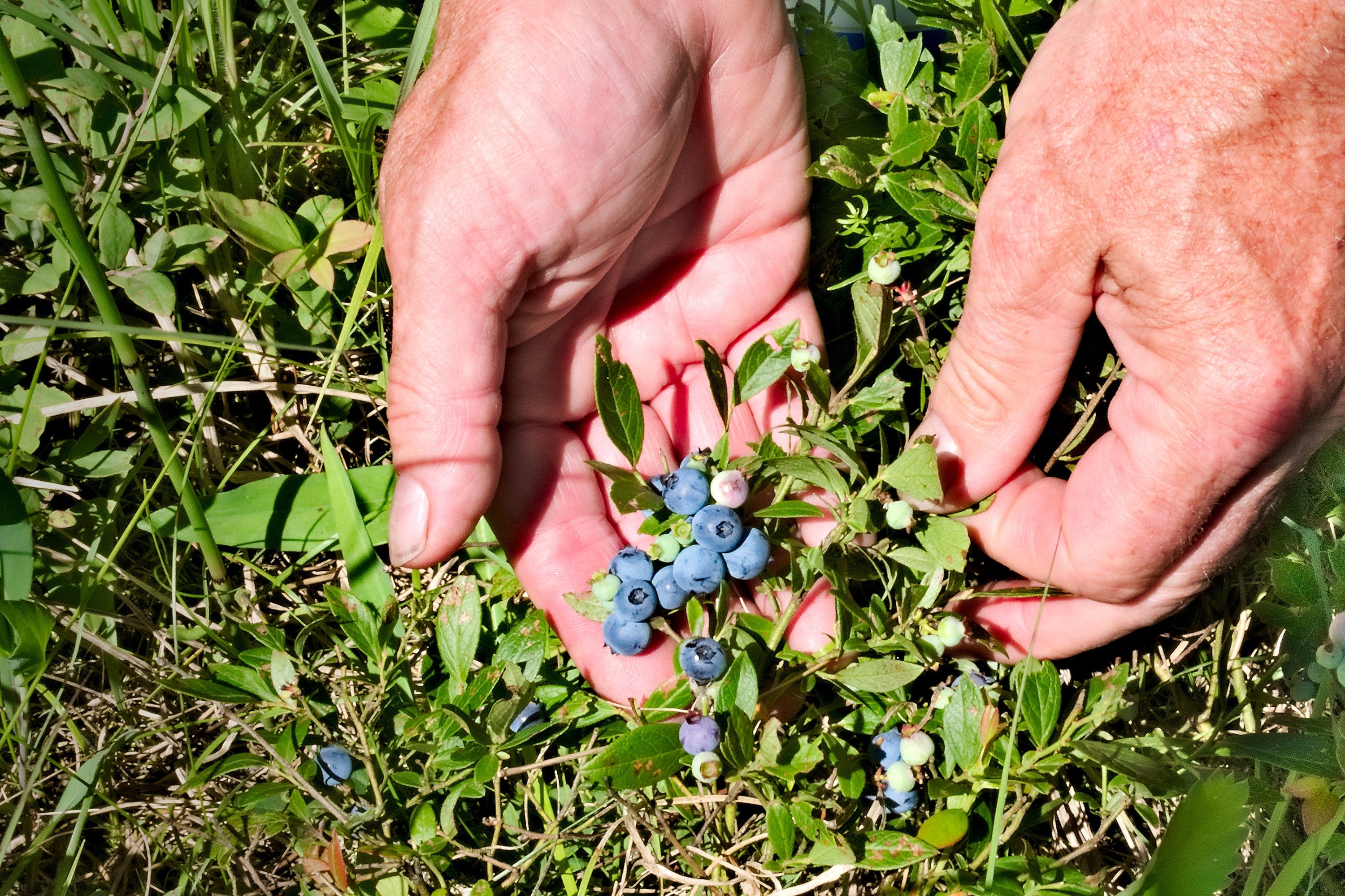 50 LOWBUSH BLUEBERRY Vaccinium Angustifolium Blue Berry Fruit Dwarf Shrub Seeds
