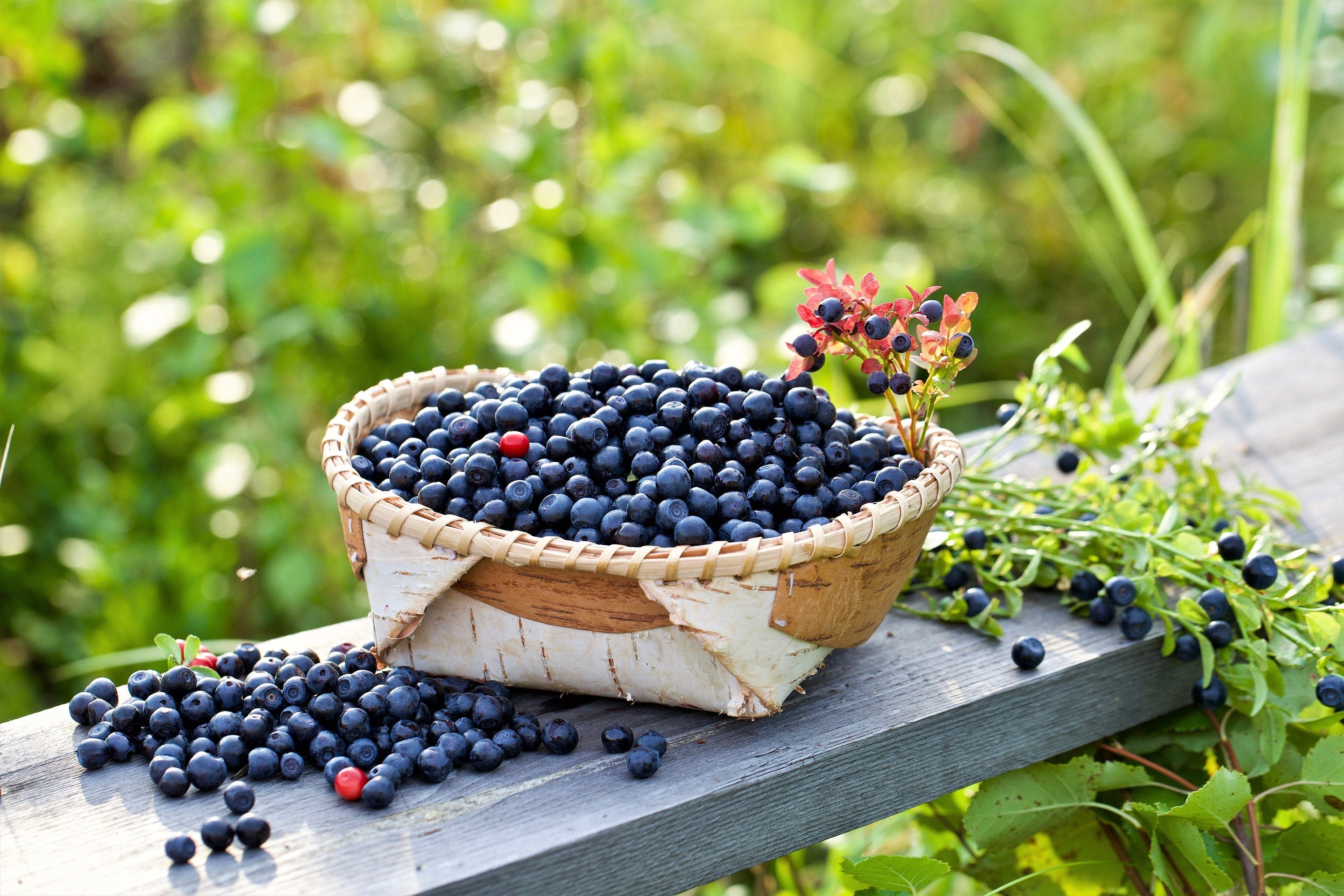 20 DWARF BILBERRY Vaccinium Caespitosum Dwarf Blueberry Whortleberry Pink Flower Blue Berry Fruit Evergreen Shrub Seeds
