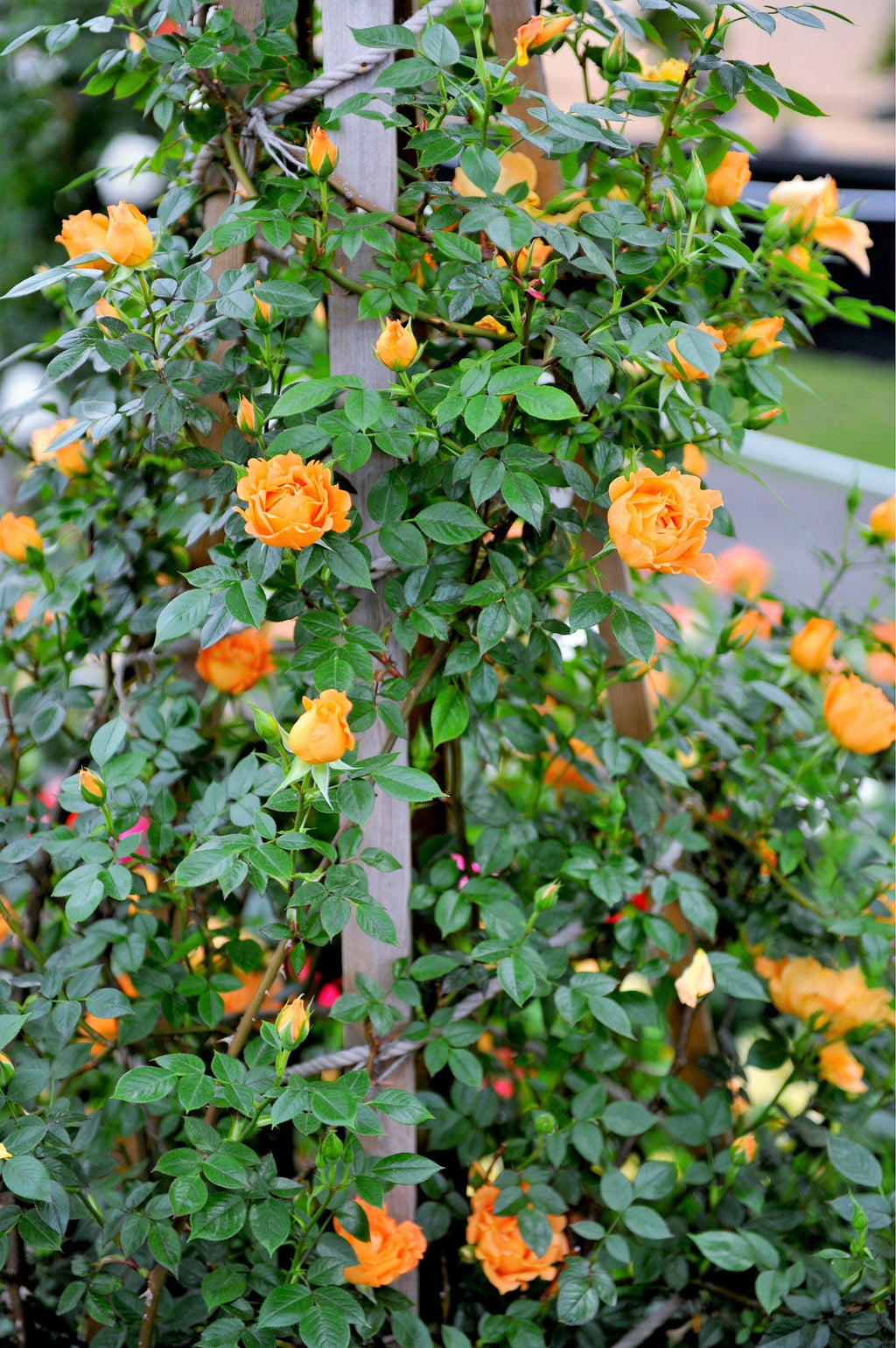 5 ORANGE CLIMBING ROSE Rosa Bush Vine Climber Fragrant Butterfly Flower Seeds