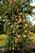 5 ORANGE CLIMBING ROSE Rosa Bush Vine Climber Fragrant Butterfly Flower Seeds