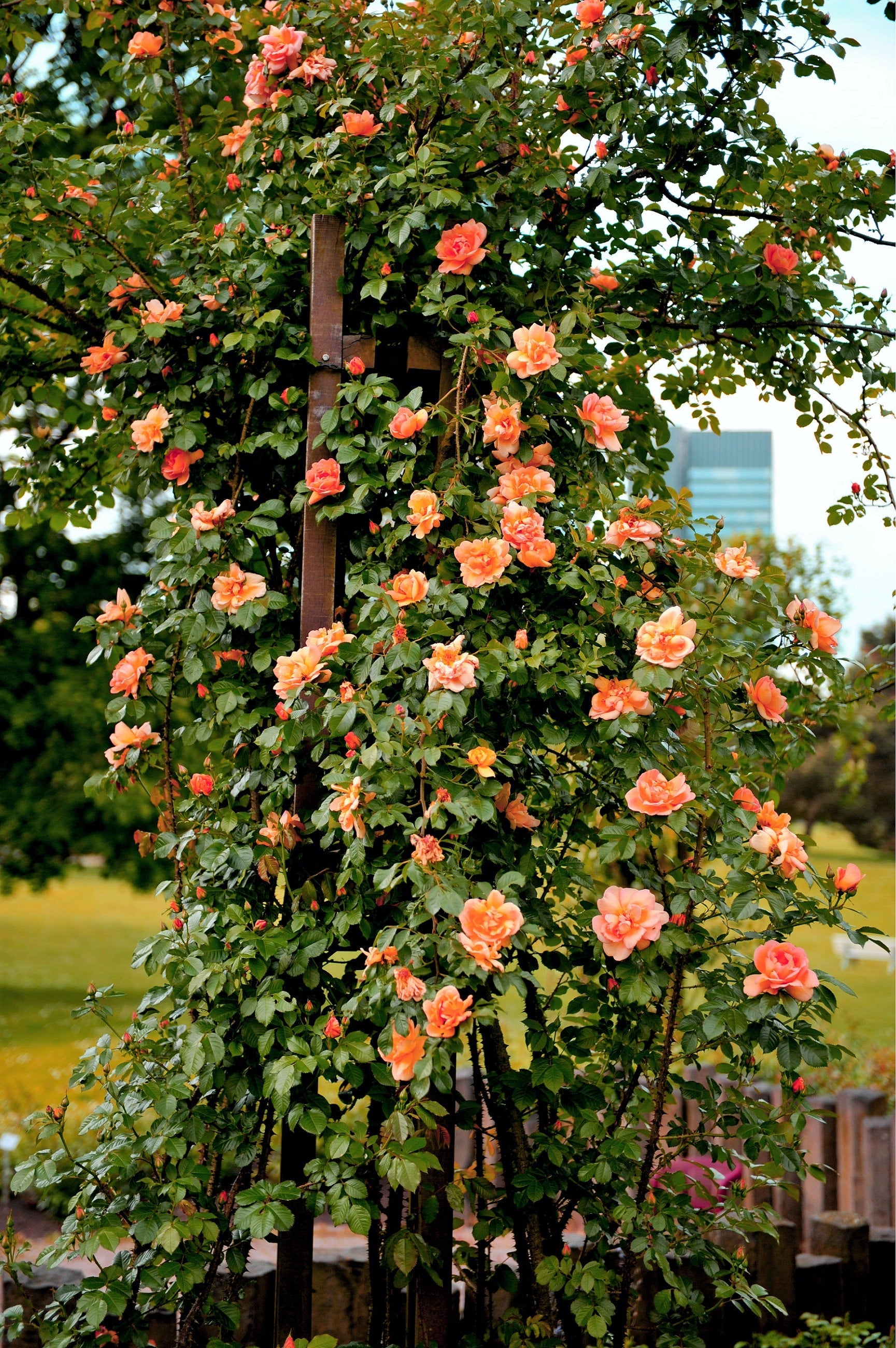 5 ORANGE CLIMBING ROSE Rosa Bush Vine Climber Fragrant Butterfly Flower Seeds