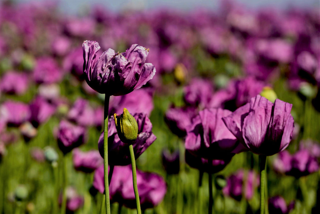 500 LAUREN'S GRAPE POPPY Purple Papaver Somniferum Flower Seeds