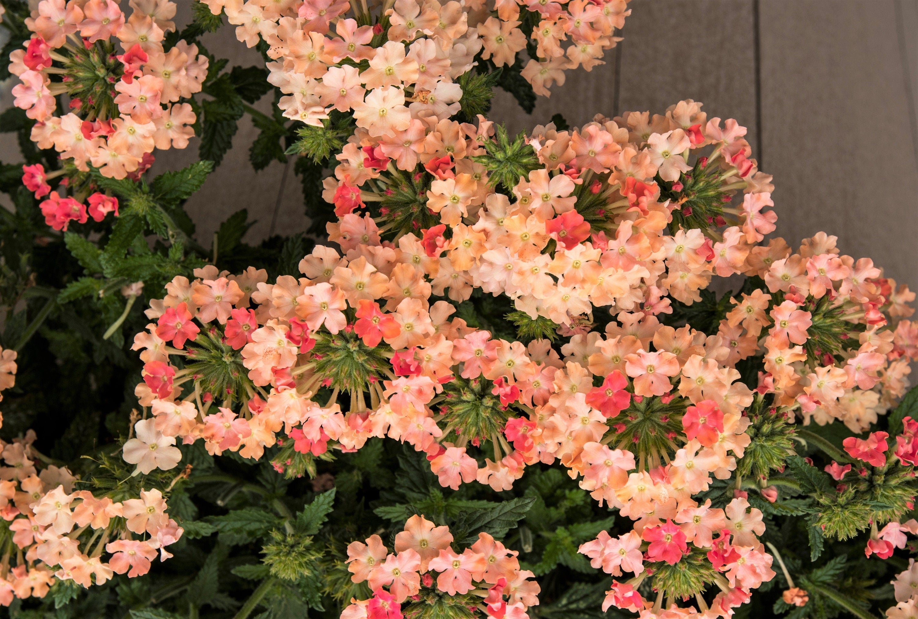 50 Dwarf APRICOT VERBENA Nana Compacta Fragrant Butterfly Flower Seeds