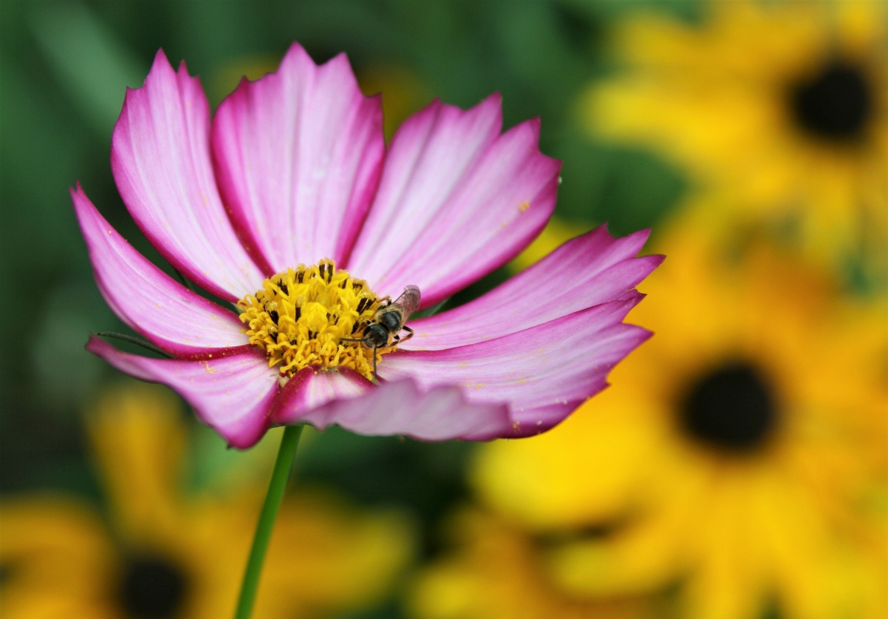 300 PICOTEE COSMOS Bipinnatus 2-Tone White Pink Magenta Fast Growing Flower Seeds