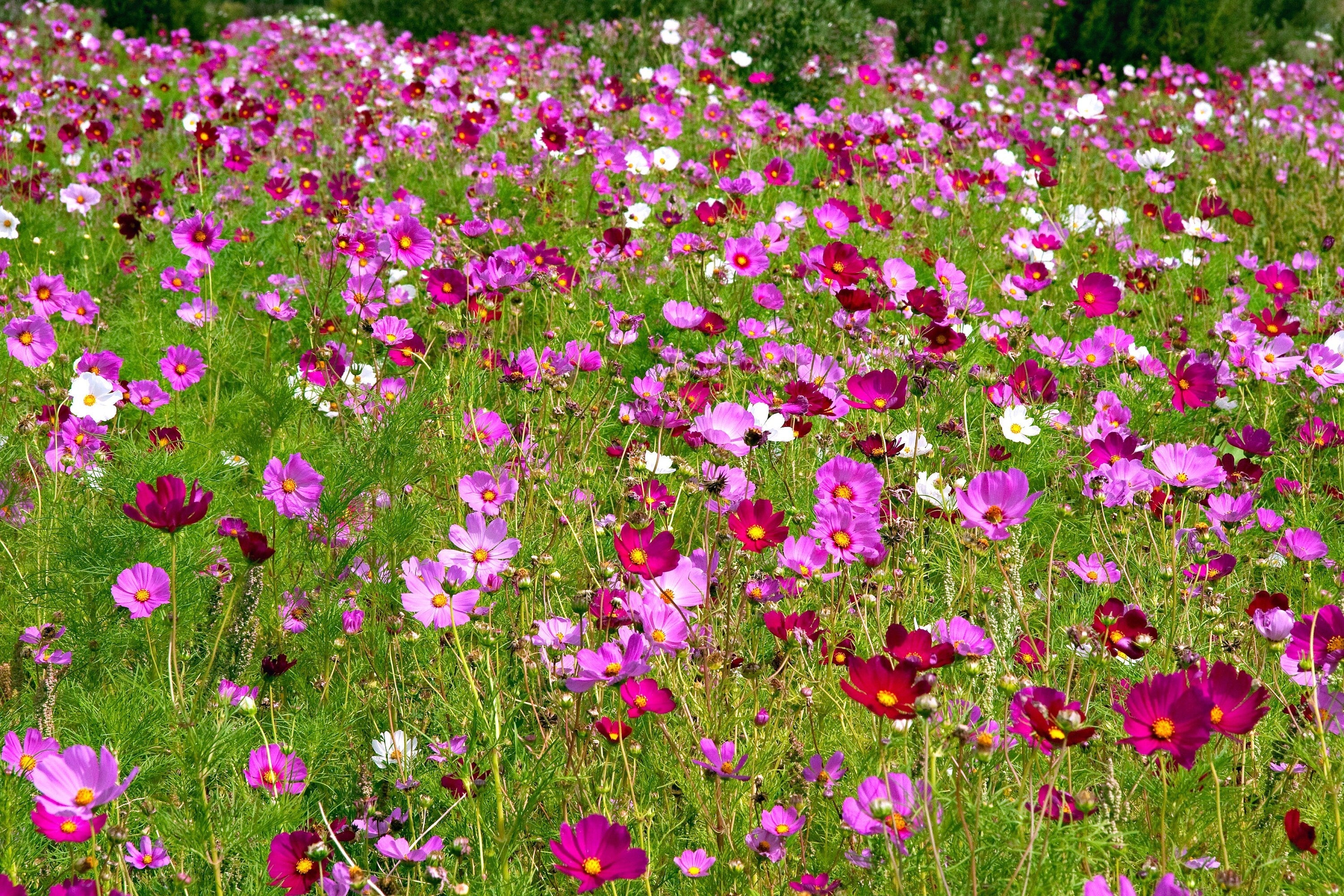 300 Mixed Colors DWARF COSMOS Bipinnatus Red Pink White Fast Growing Flower Seeds