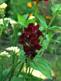50 Organic BLACK PRINCE SNAPDRAGON Antirrhinum Majus Dark Crimson Red Gothic Garden Flower Seeds