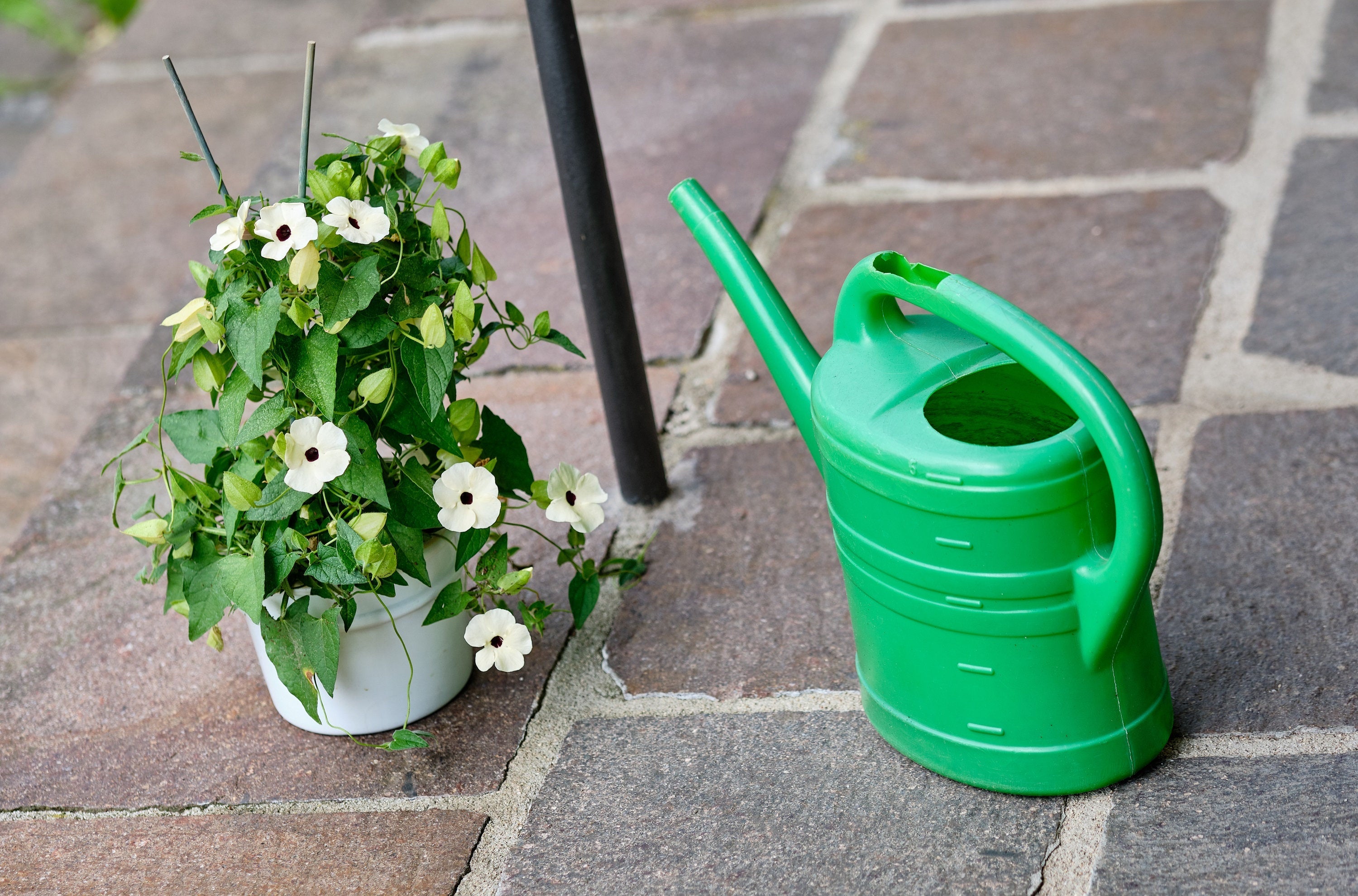 10 WHITE THUNBERGIA Alata VINE Black Eyed Susan Vine Flower Seeds