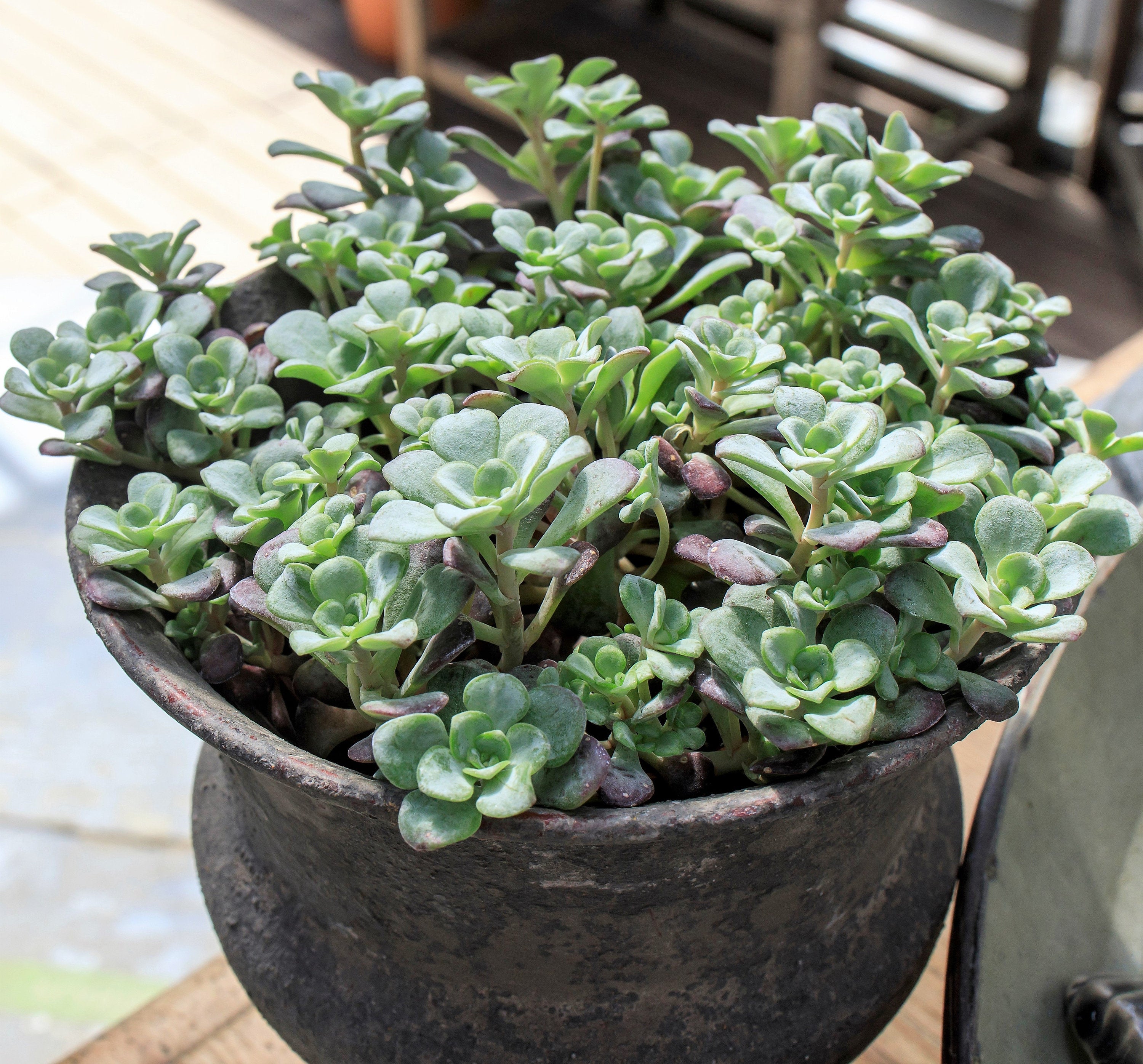 50 OREGON STONECROP Sedum Oreganum - Green Bronze Orange Red Succulent Foliage - Native Yellow Groundcover Flower Seeds