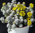 50 OREGON STONECROP Sedum Oreganum - Green Bronze Orange Red Succulent Foliage - Native Yellow Groundcover Flower Seeds
