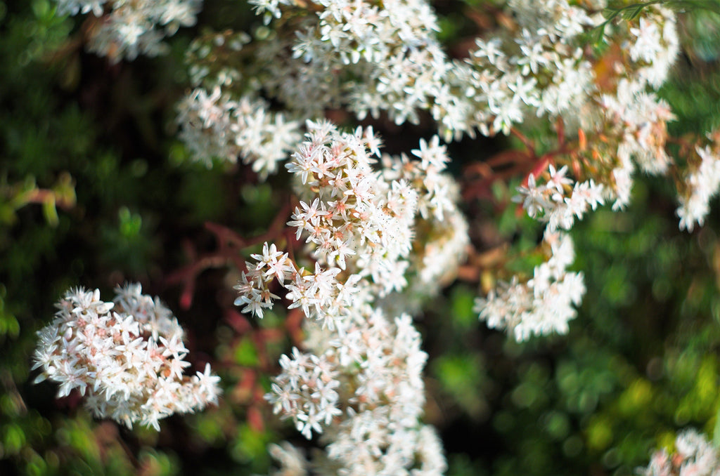 50 OKTOBERFEST SEDUM Acre Gold Moss Stonecrop Succulent Groundcover White Flower Seeds