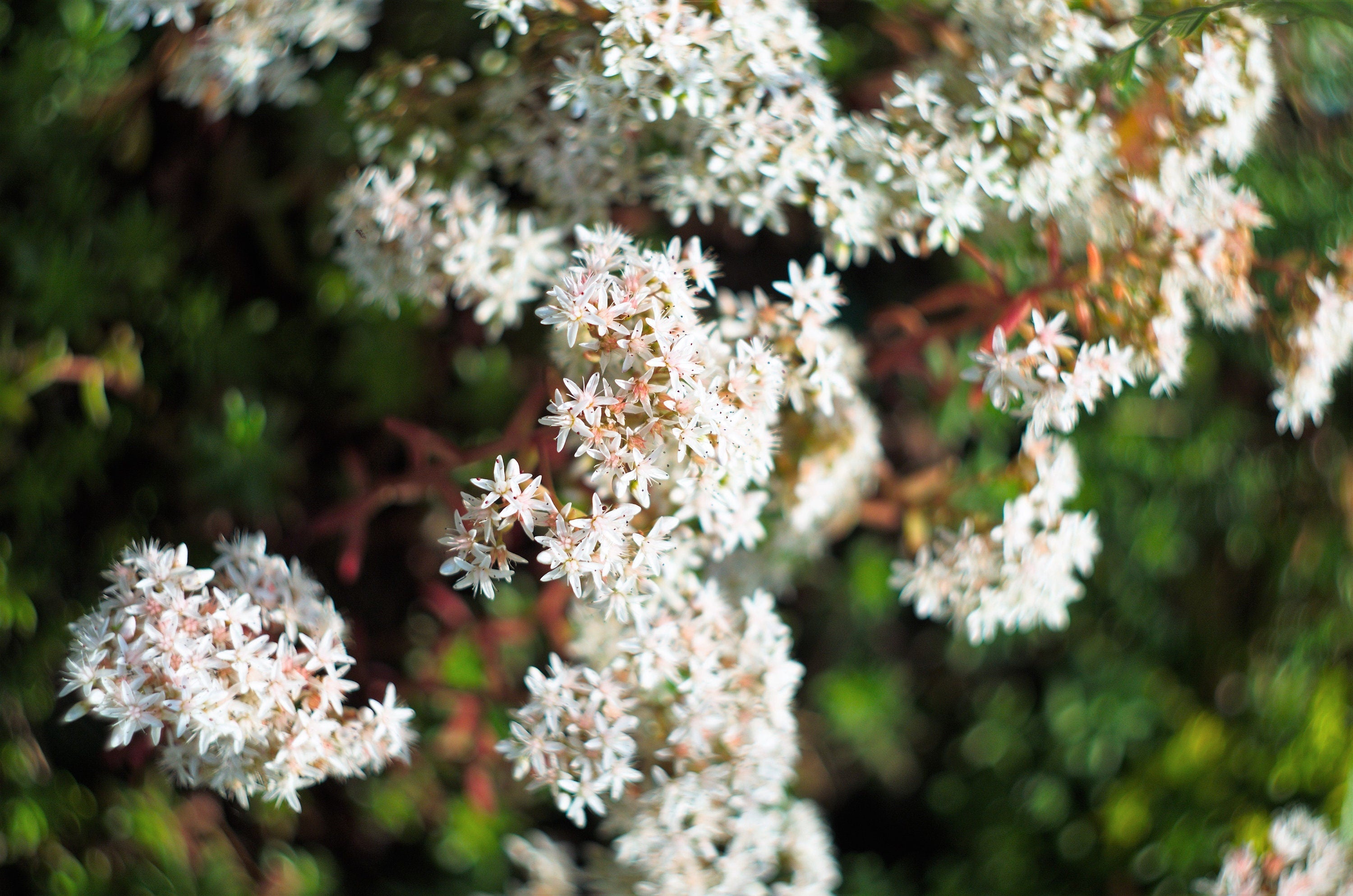 50 OKTOBERFEST SEDUM Acre Gold Moss Stonecrop Succulent Groundcover White Flower Seeds