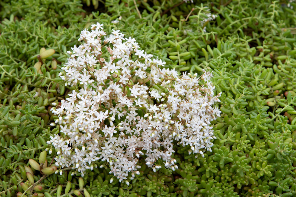 50 OKTOBERFEST SEDUM Acre Gold Moss Stonecrop Succulent Groundcover White Flower Seeds