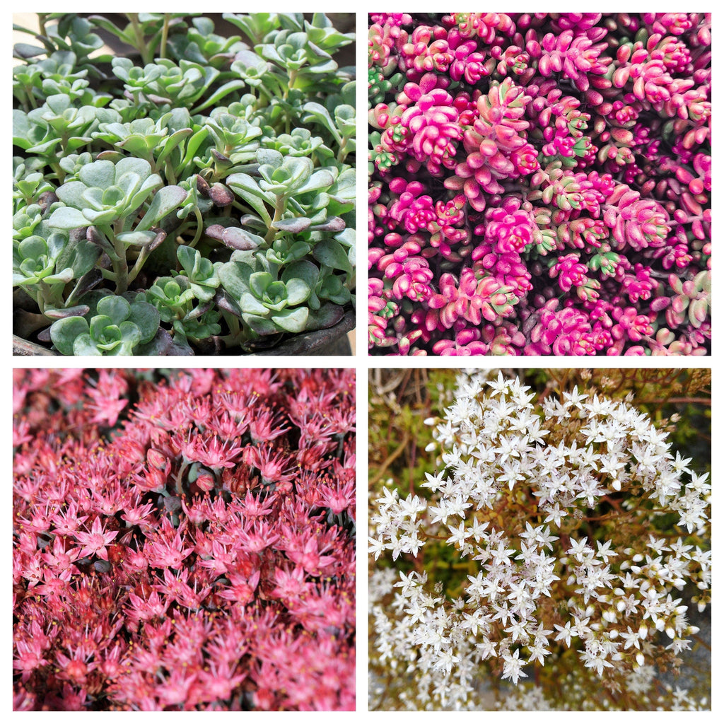 150 MIXED SEDUM Stonecrop Succulent Groundcover Red White Yellow Pink Purple Flower Seeds