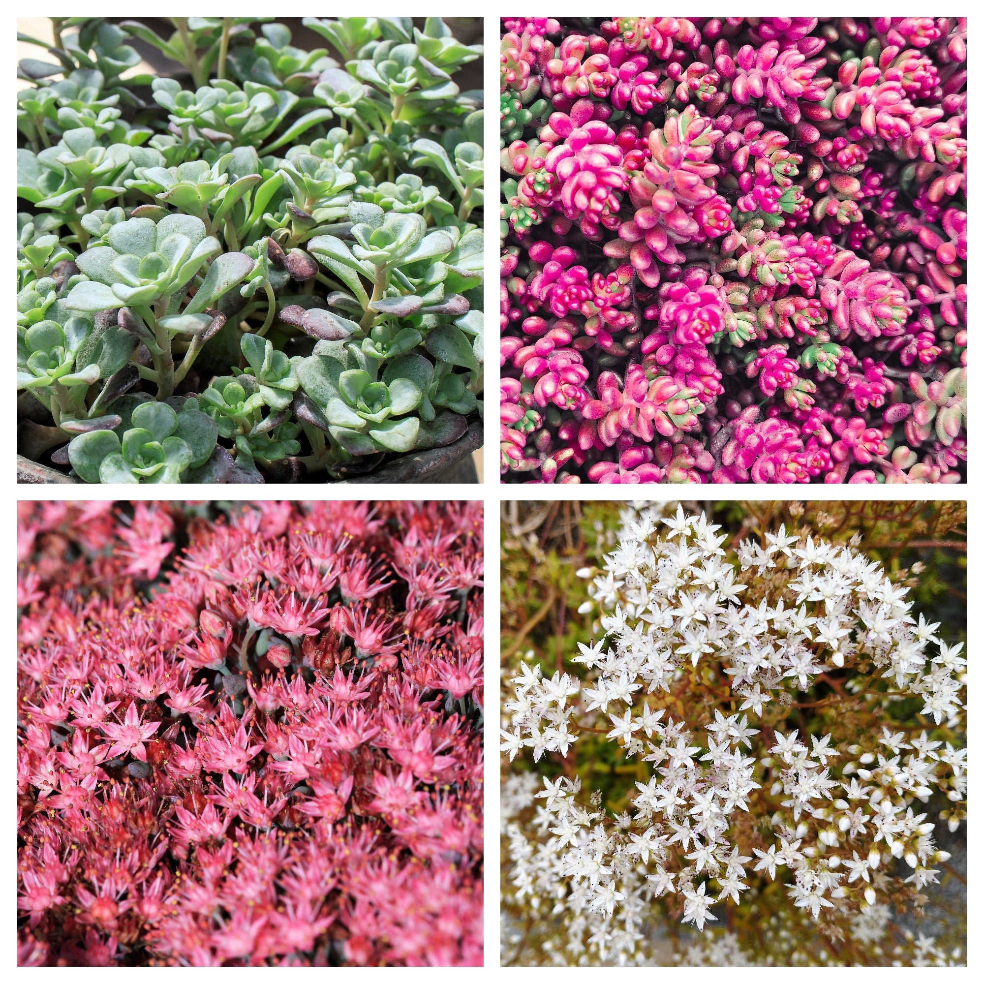 150 MIXED SEDUM Stonecrop Succulent Groundcover Red White Yellow Pink Purple Flower Seeds