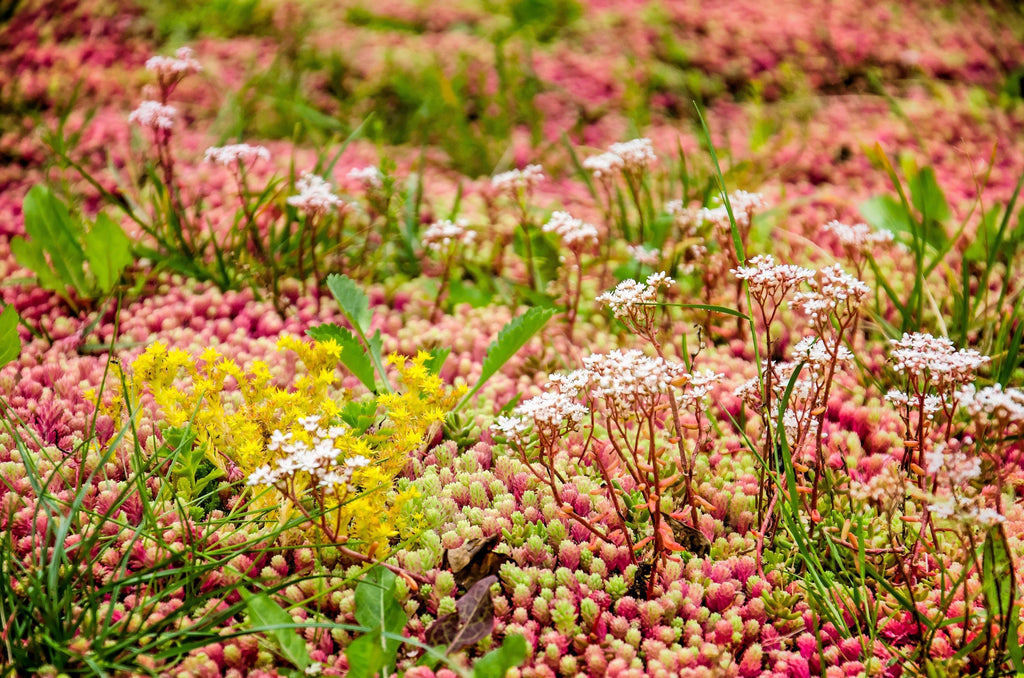 150 MIXED SEDUM Stonecrop Succulent Groundcover Red White Yellow Pink Purple Flower Seeds
