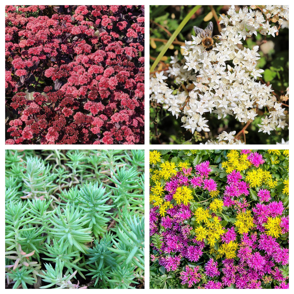150 MIXED SEDUM Stonecrop Succulent Groundcover Red White Yellow Pink Purple Flower Seeds