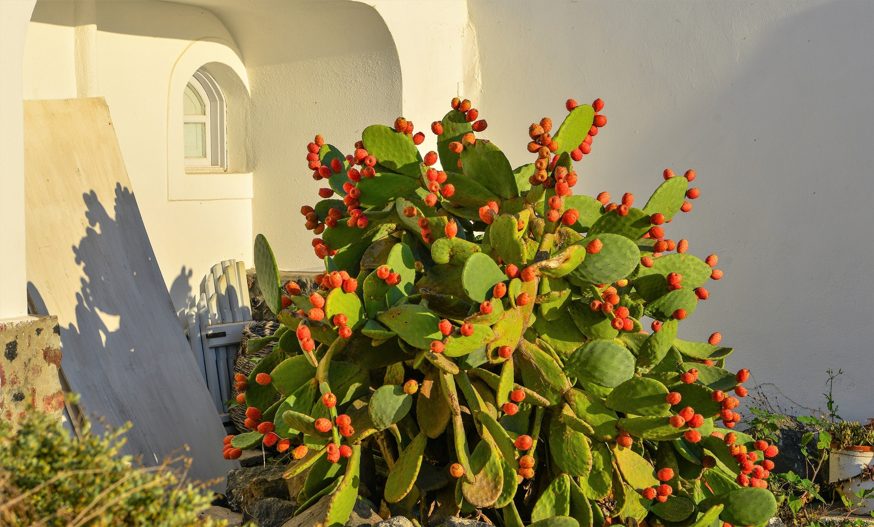 10 Orange PRICKLY PEAR CACTUS Nopal Indian Fig Opuntia Ficus-Indica Fruit Flower Seeds