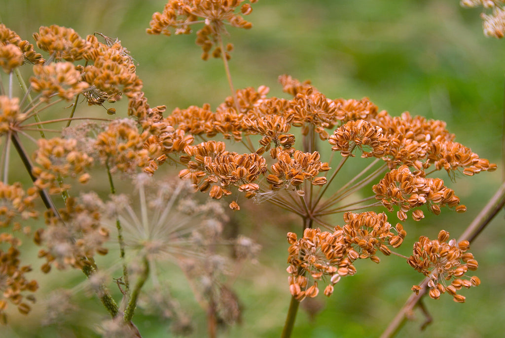 100 Organic BRONZE FENNEL Foeniculum Vulgare Purpureum Herb Bronze Foliage Yellow Flower Seeds