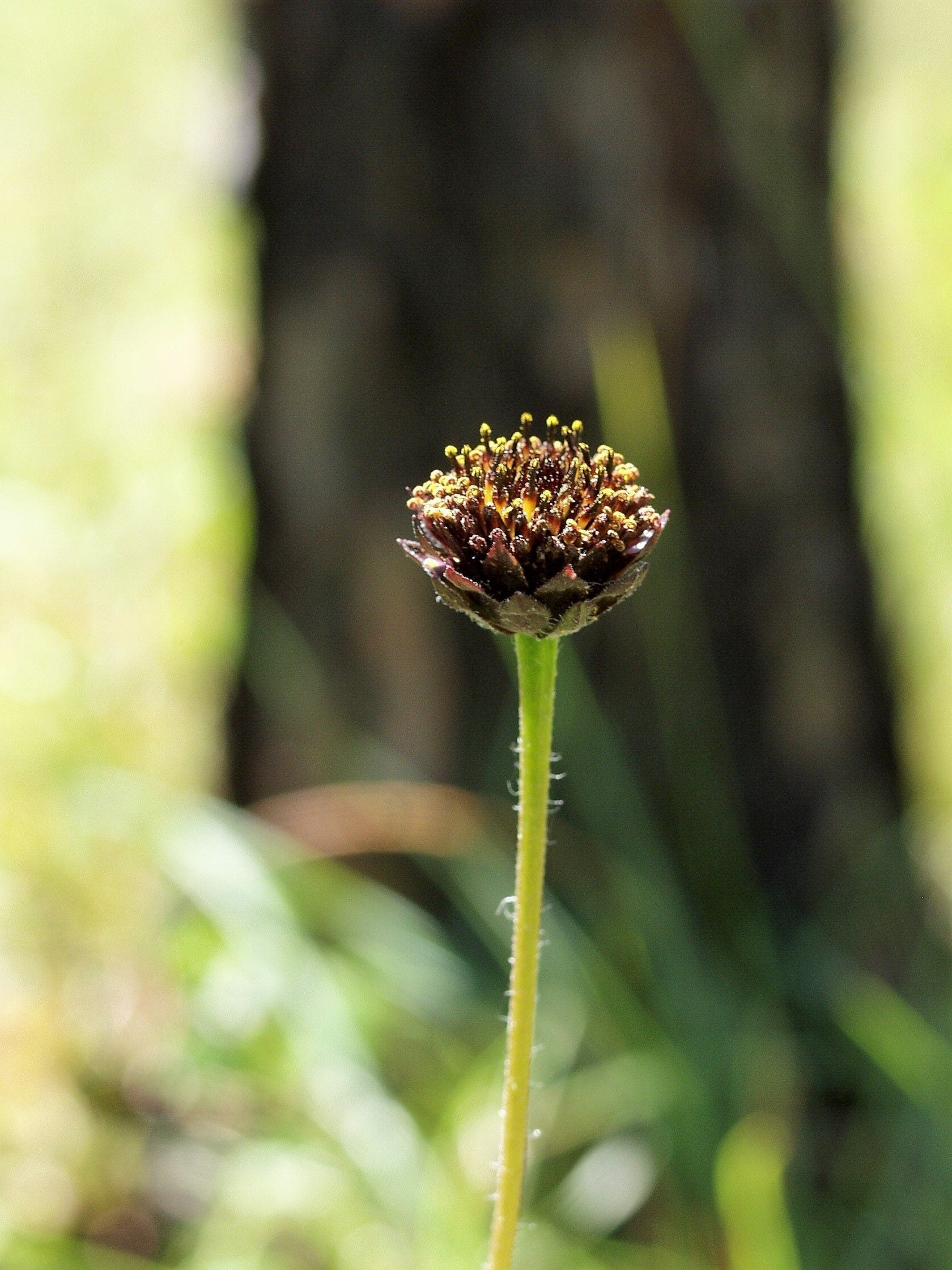 50 RAYLESS SUNFLOWER Helianthus Radula aka Pineland or Stiff Sunflower US Native Yellow Purple Brown Flower Seeds