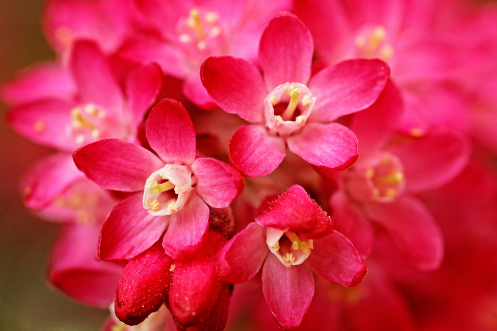 25 RED FLOWERING CURRANT Ribes Sanguineum aka Blood Currant Edible Fruit Blue Black Berries Shrub Seeds