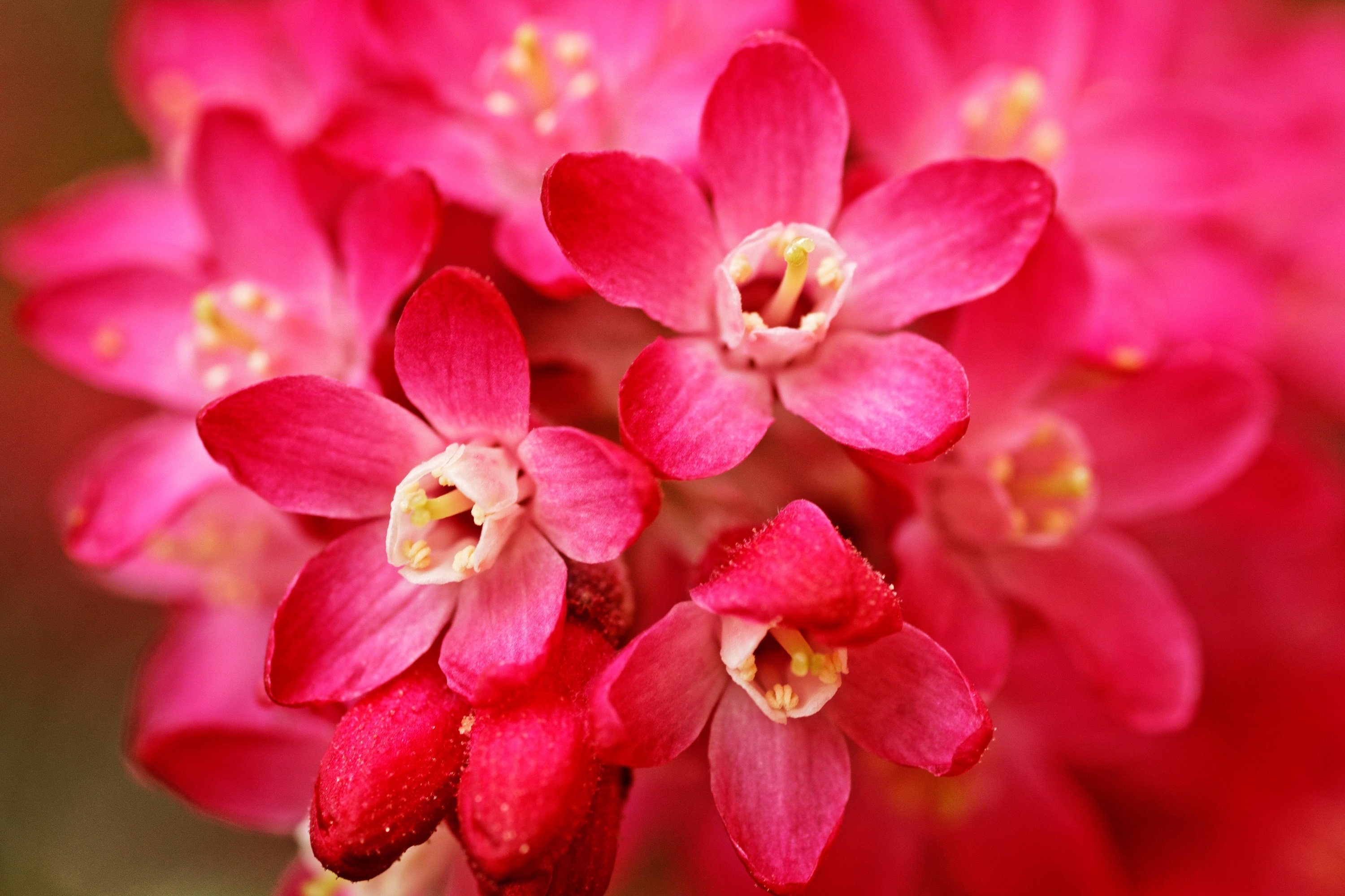 25 RED FLOWERING CURRANT Ribes Sanguineum aka Blood Currant Edible Fruit Blue Black Berries Shrub Seeds