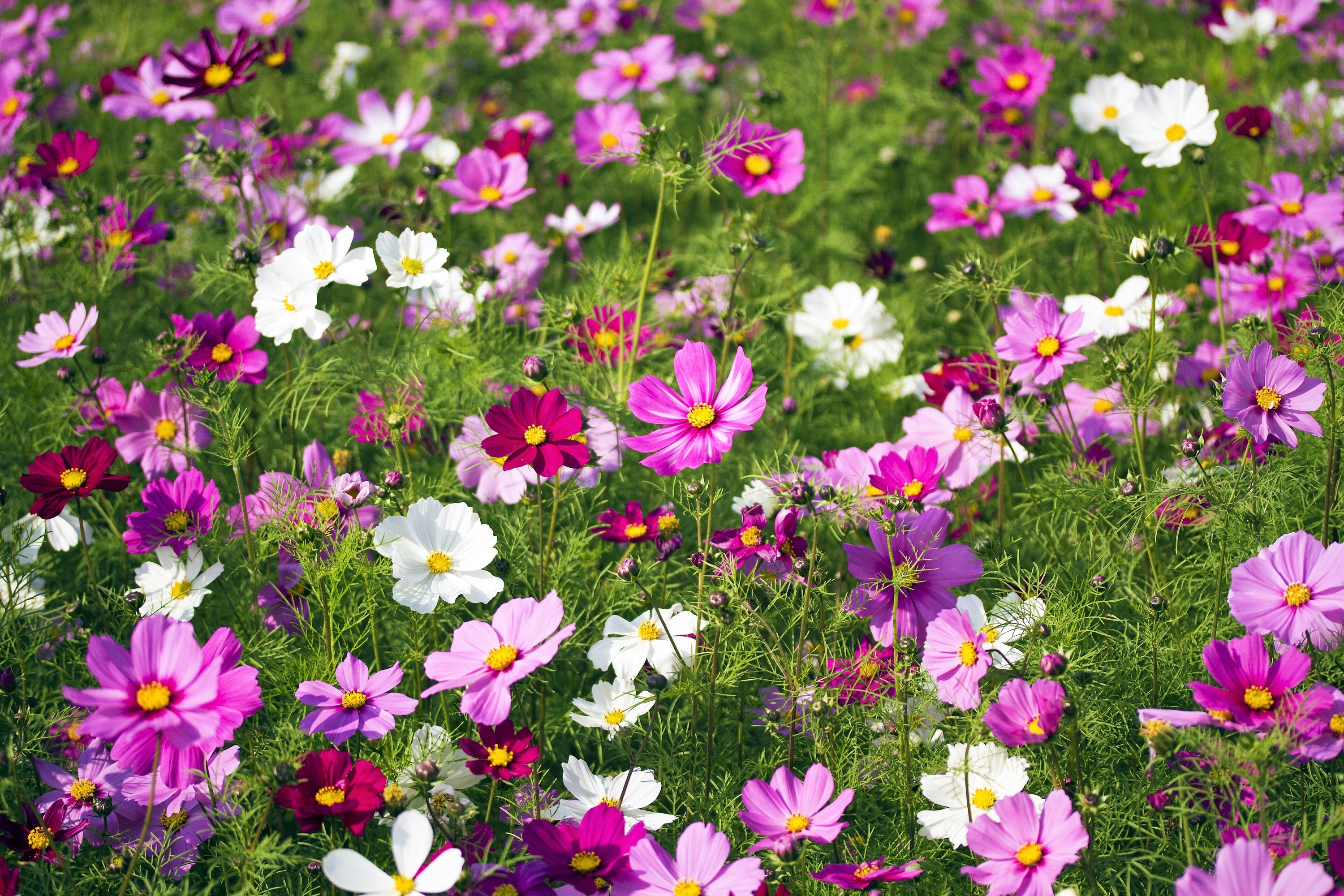 300 Mixed Colors DWARF COSMOS Bipinnatus Red Pink White Fast Growing Flower Seeds