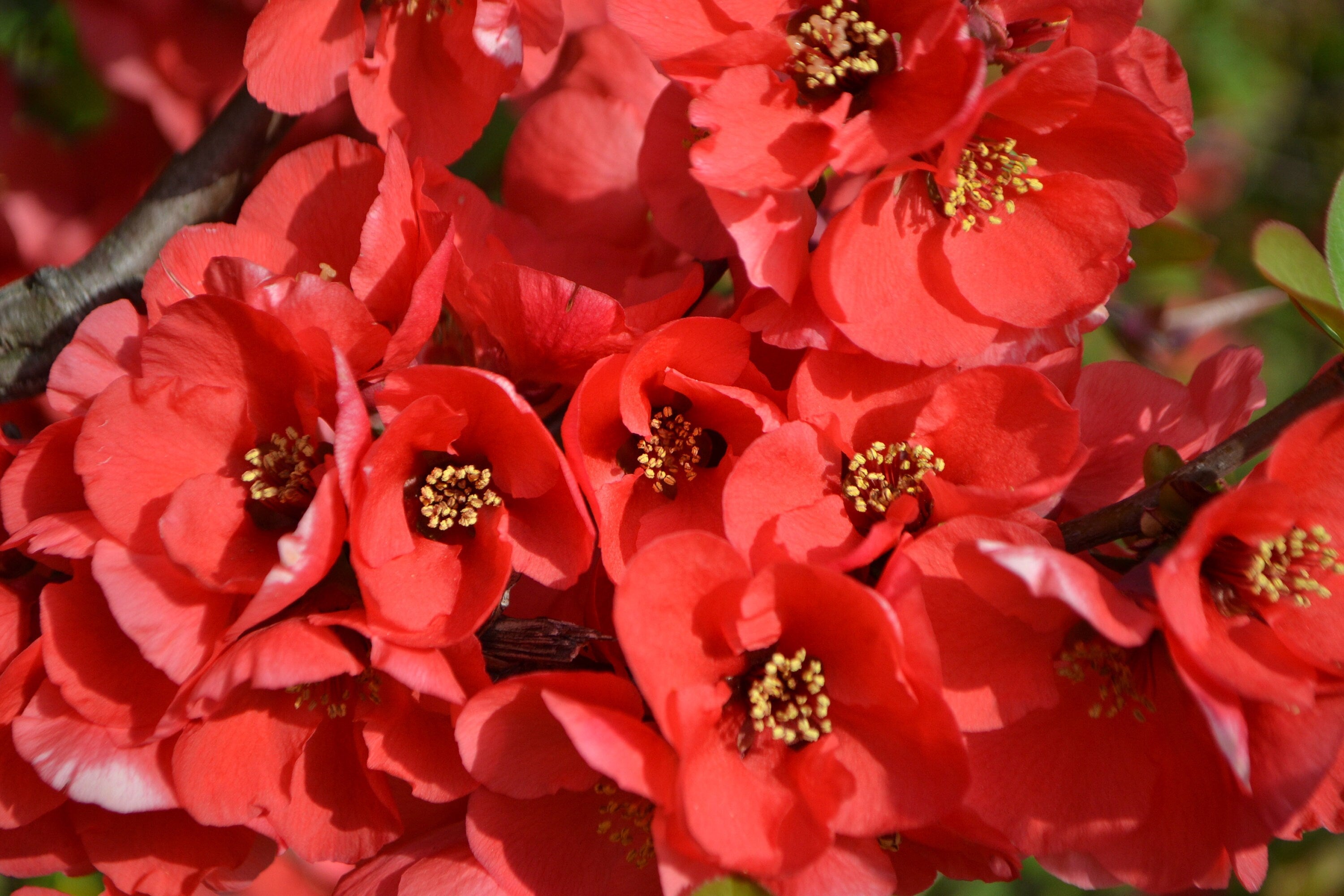 30 FLOWERING QUINCE Fruit Seeds - Pink Red White Orange Flowering Shrub - aka Japanese, Chinese, & Common Quince - Chaenomeles Speciosa