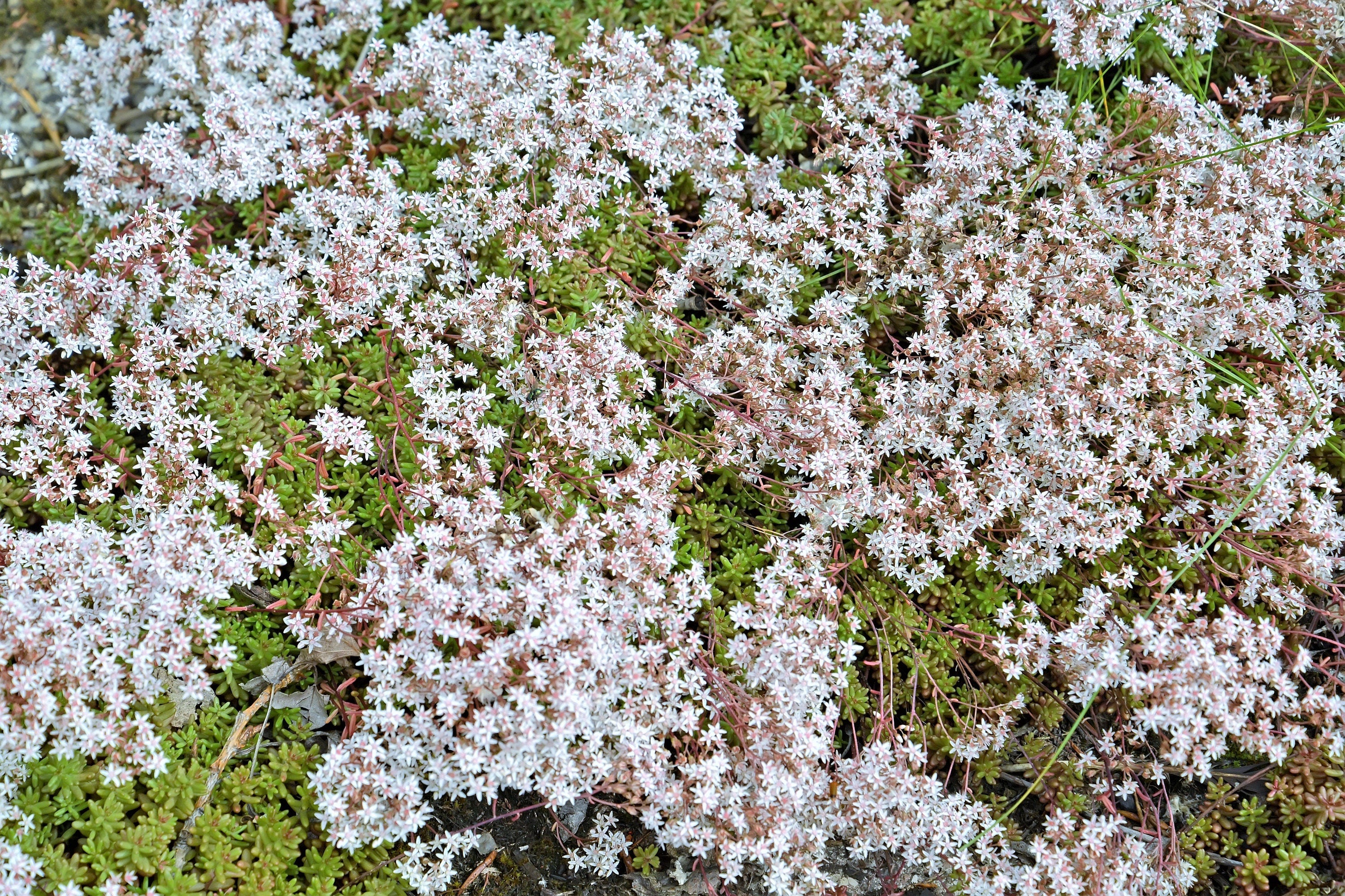 50 OKTOBERFEST SEDUM Acre Gold Moss Stonecrop Succulent Groundcover White Flower Seeds