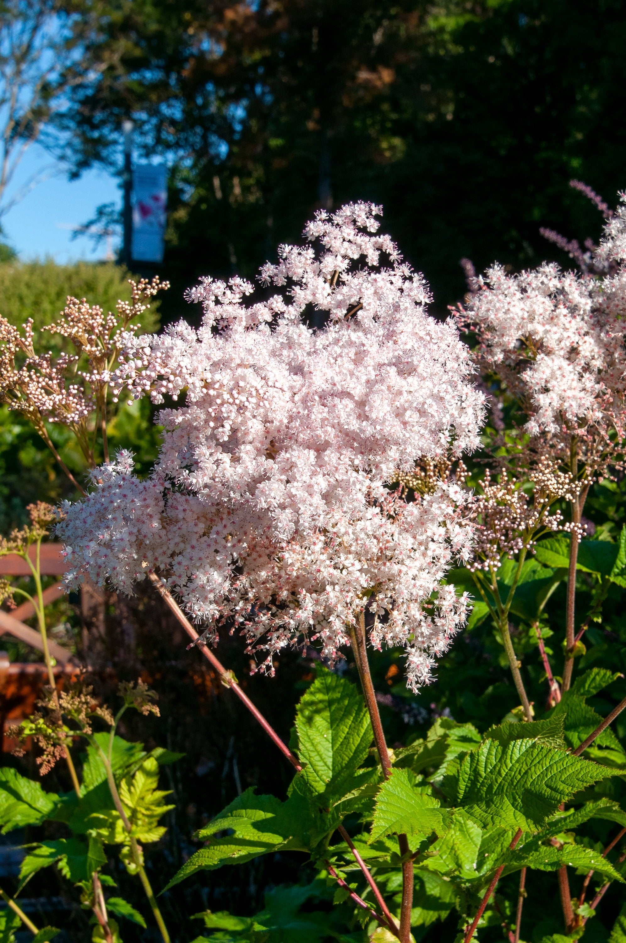 100 SIBERIAN MEADOWSWEET Filipendula Palmata Meadow Sweet Pink White Flower Seeds
