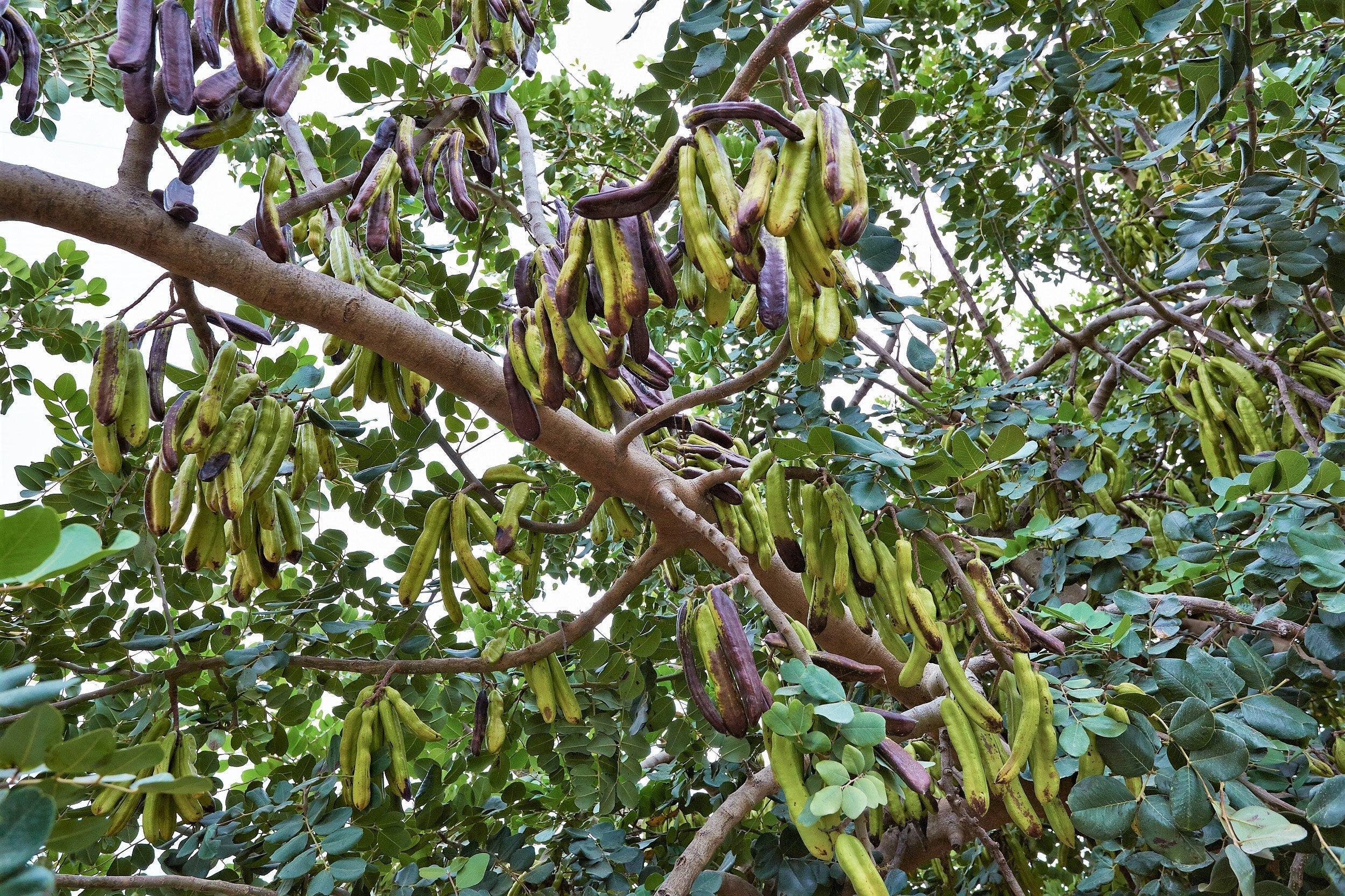20 CAROB TREE Saint John's Bread Ceratonia Siliqua Evergreen Edible Fruit Pods Legume Flowering Ornamental Tree Seeds