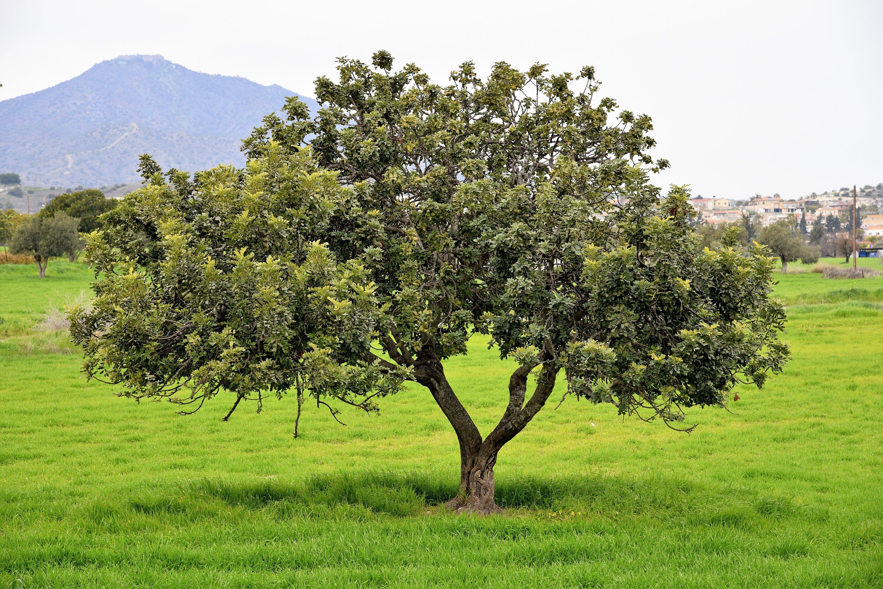 20 CAROB TREE Saint John's Bread Ceratonia Siliqua Evergreen Edible Fruit Pods Legume Flowering Ornamental Tree Seeds