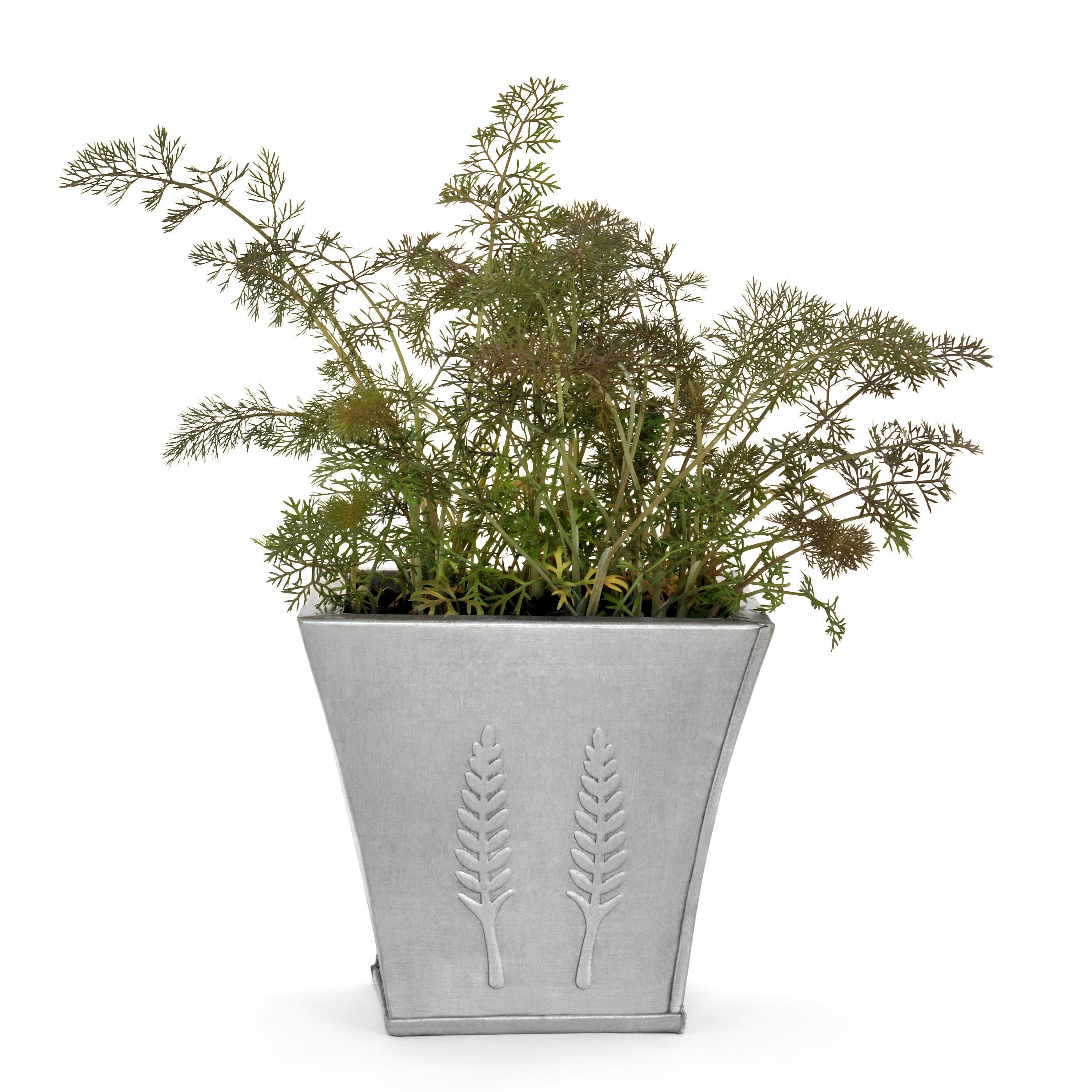 100 Organic BRONZE FENNEL Foeniculum Vulgare Purpureum Herb Bronze Foliage Yellow Flower Seeds
